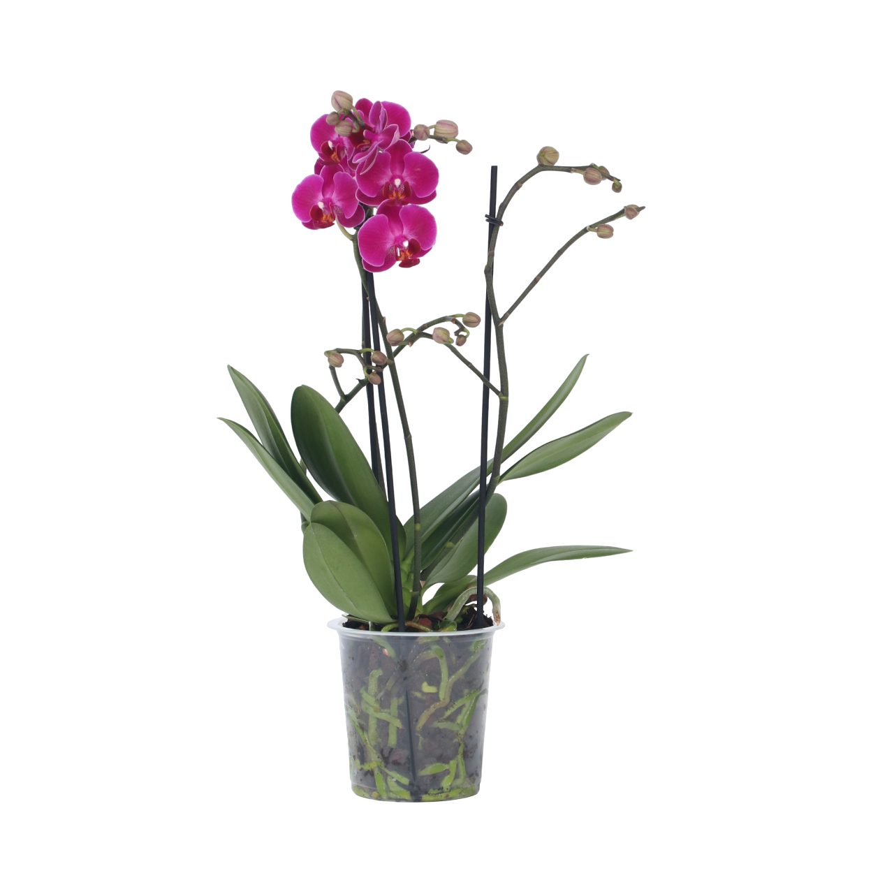 Orchidee paars - Phalaenopsis Multiflora - Hoogte 35-45cm -⌀12cm afbeelding