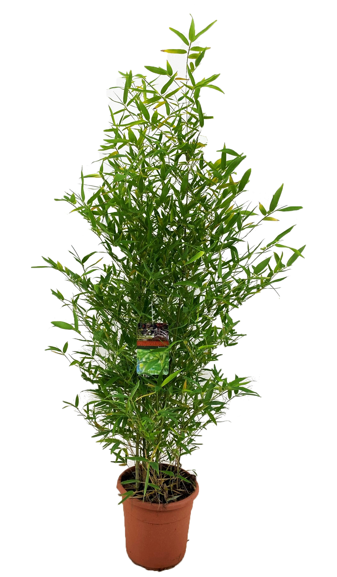 Gouden bamboe - Phyllostachys'Bisetti'- Hoogte 160-170cm -⌀28cm afbeelding