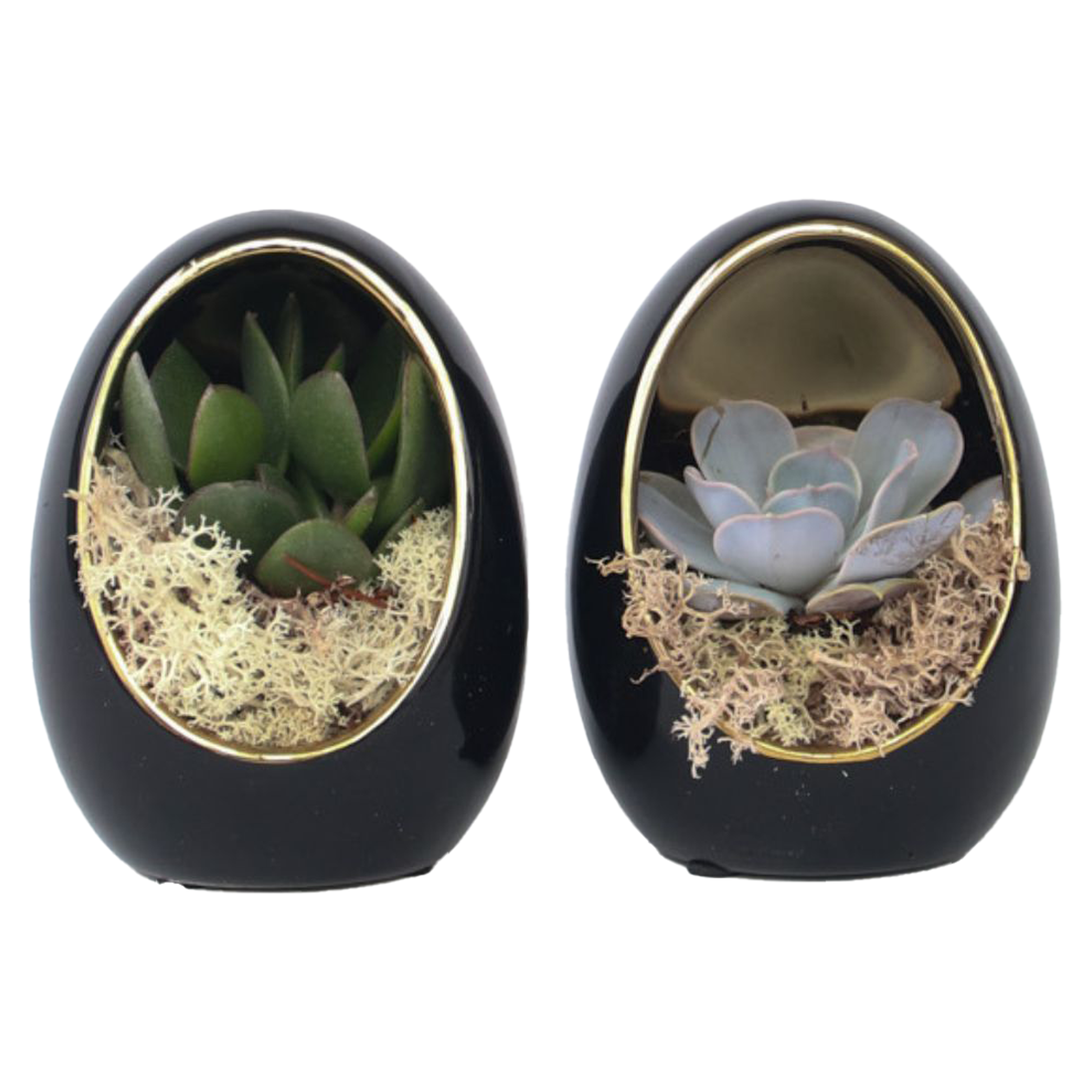 Echeveria - Set van 2 - Echeveria lilacina - Hoogte 12cm afbeelding