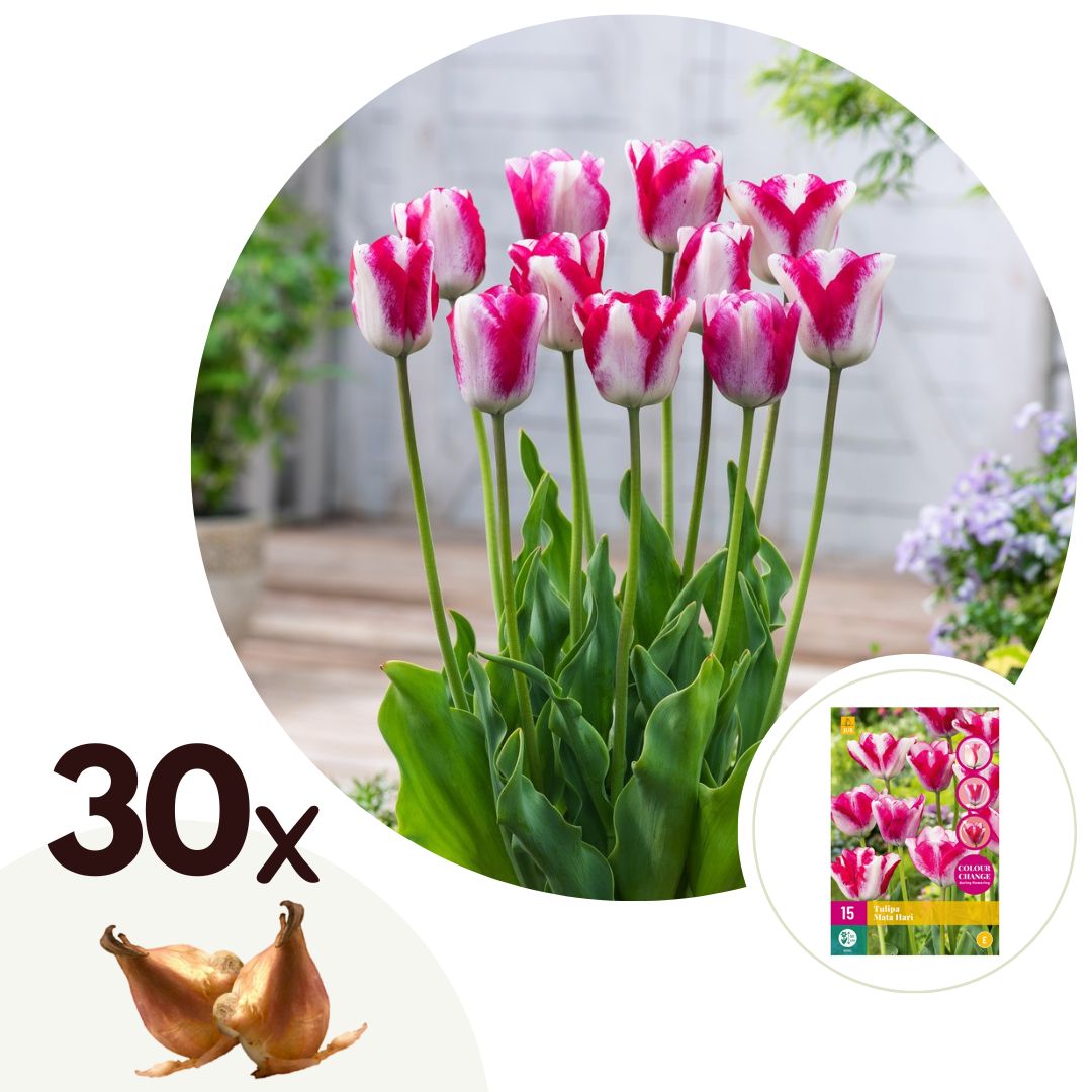 Tulpenbollen - Set van 30 - Tulipa'Mata Hari'- Bloembollen - Roze afbeelding
