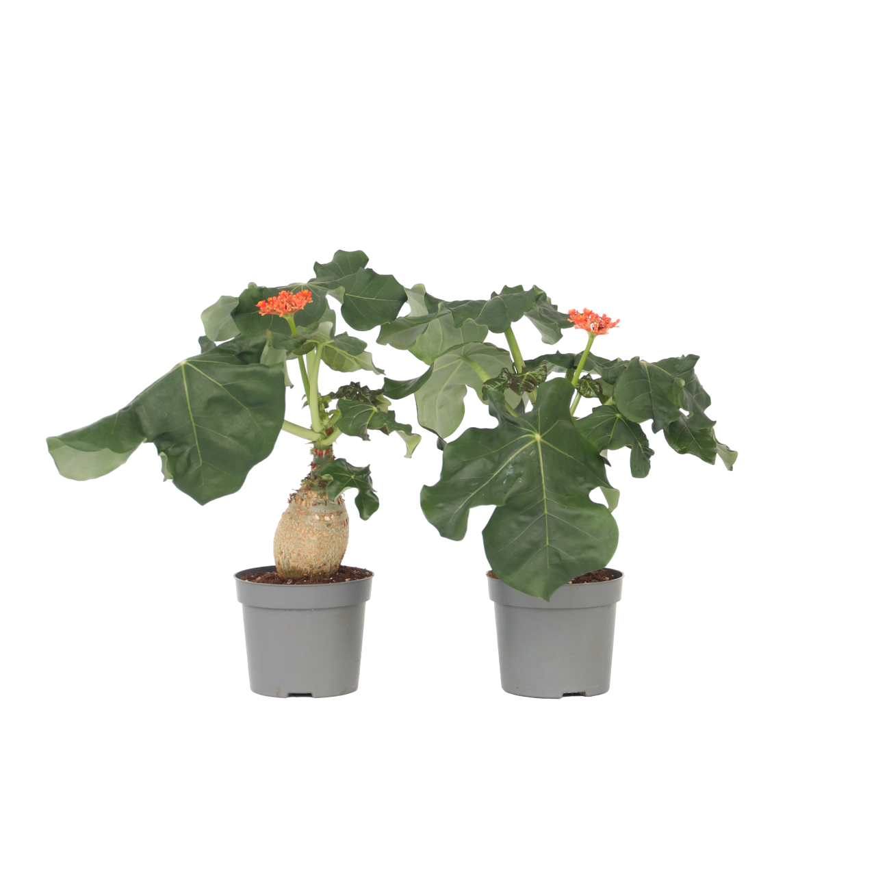 Koraalplant - Set van 2 - Jatropha podagrica - Hoogte 25-45cm -⌀13cm afbeelding