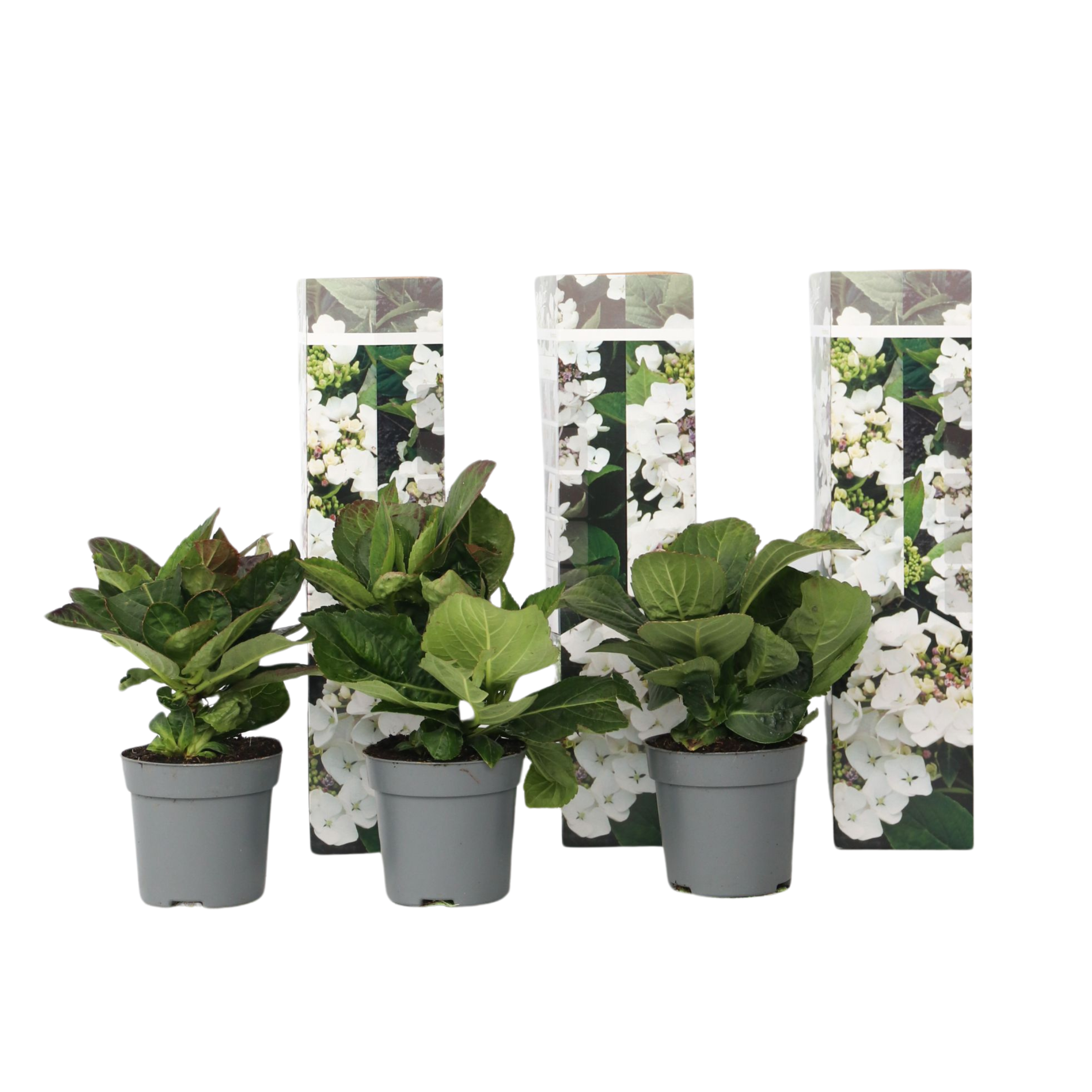 Hortensia - Set van 3 - Hydrangea'Benxi'- Hoogte 25-40cm -⌀9cm afbeelding