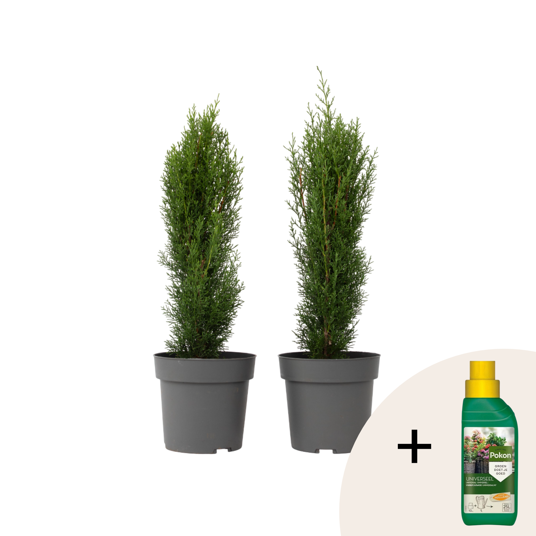Italiaanse Cipres - Set van 2 - Cupressus'Totem'- Hoogte 60-80cm -⌀19cm afbeelding