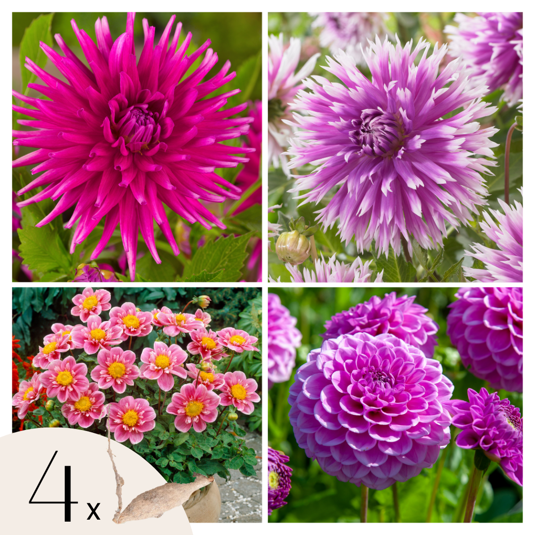 Dahliaknollen - Set van 4 - Dahlia'Purple Love'- Paars afbeelding