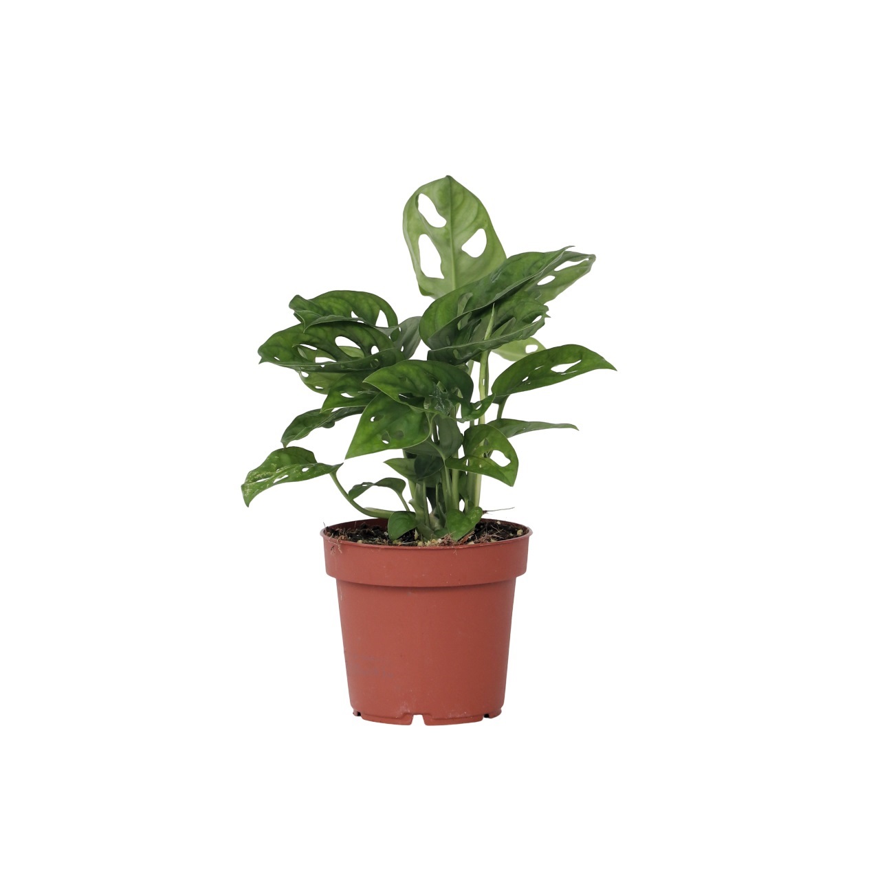 Apenmasker - Monstera adansonii'Monkey Mask'- Hoogte 25-30cm -⌀12cm afbeelding
