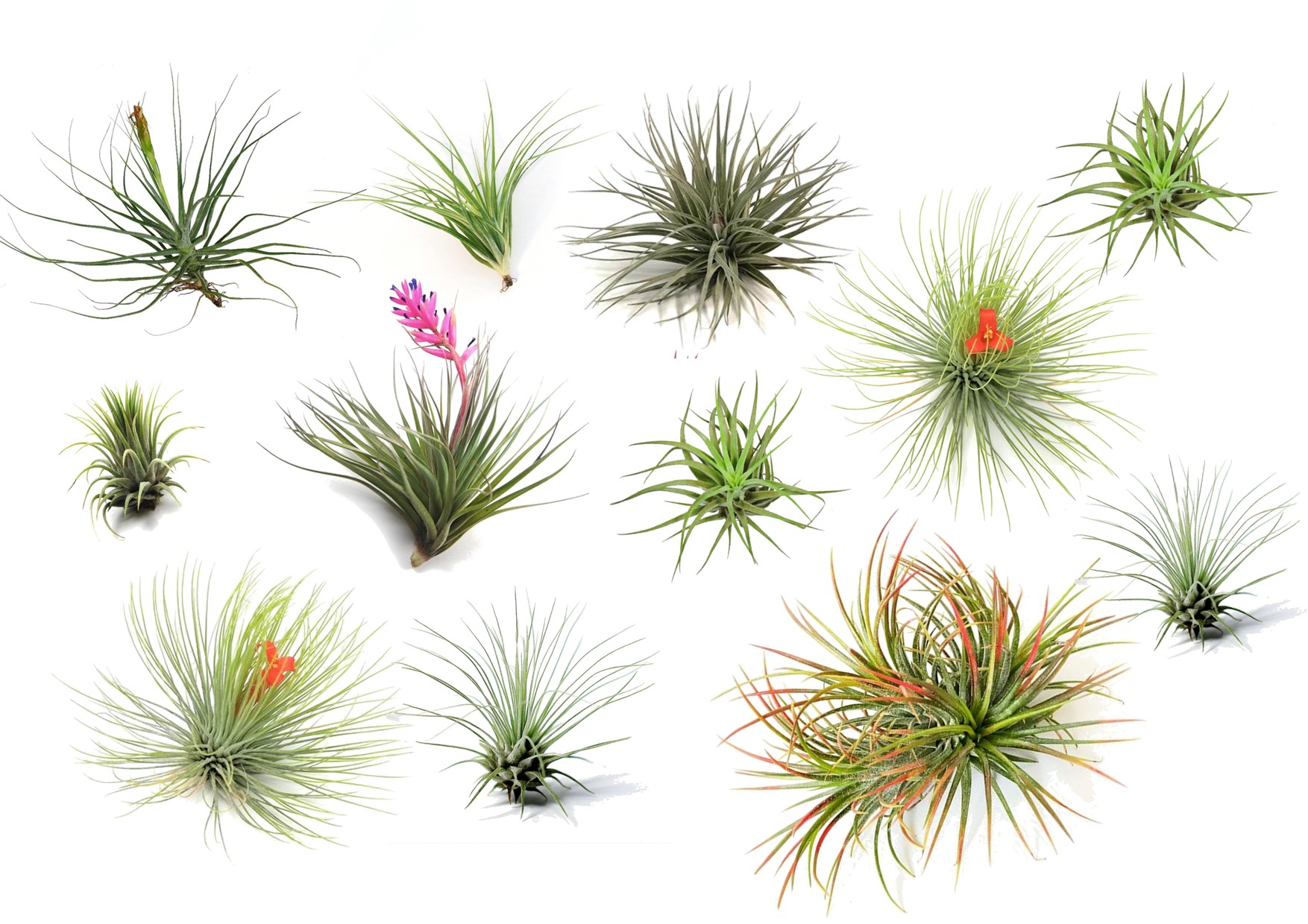 Luchtplantjes - Set van 12 - Tillandsia - Hoogte 5-15cm -⌀5cm afbeelding