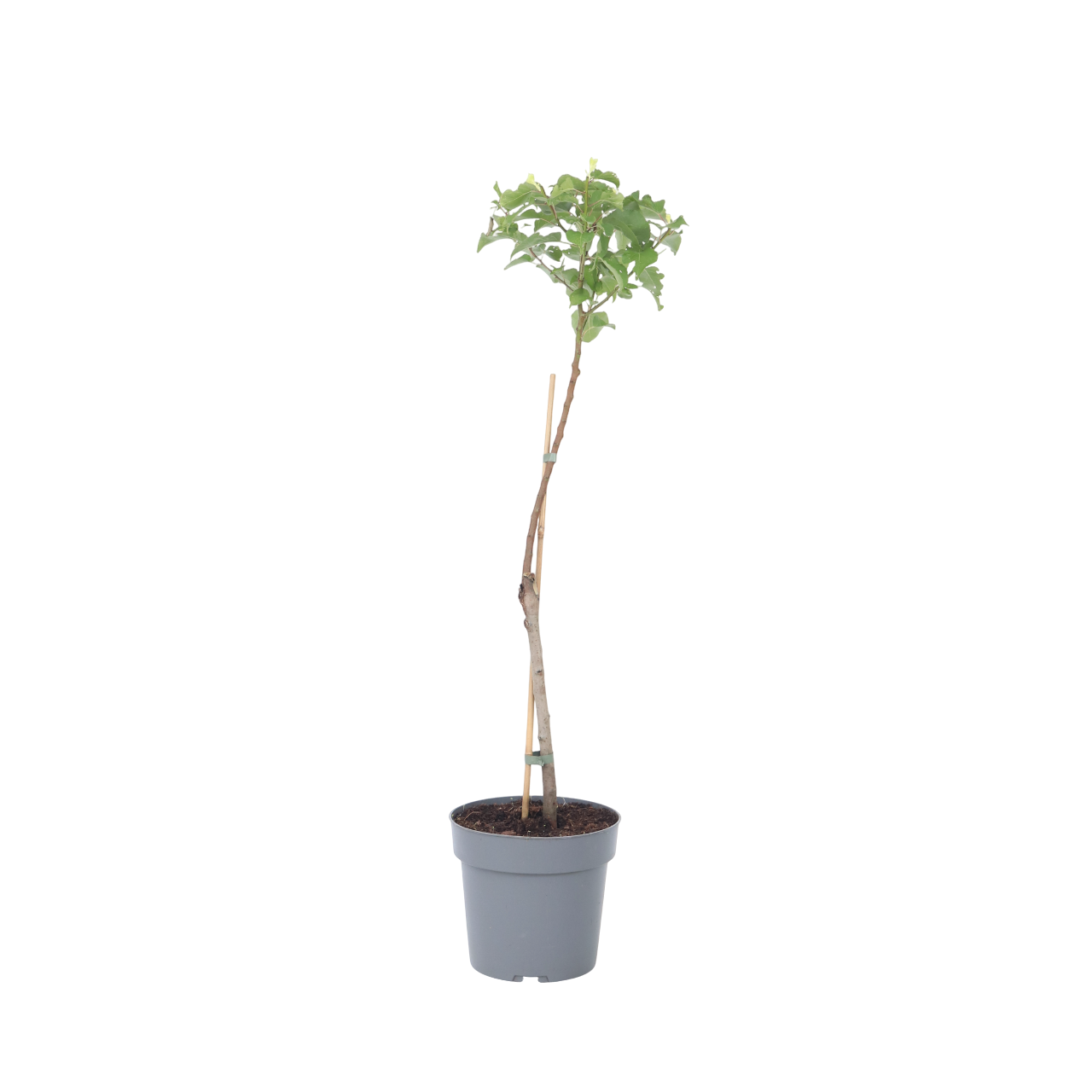 Abrikozenboom - Prunus armeniaca - Hoogte 90-100cm -⌀21cm afbeelding