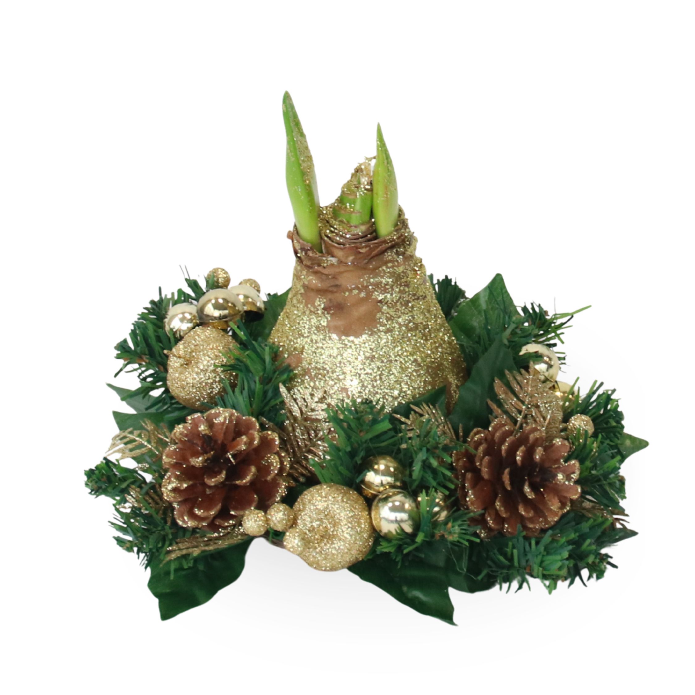 Amarylis - Hippeastrum 'Vánoční věnec' - Zlatý