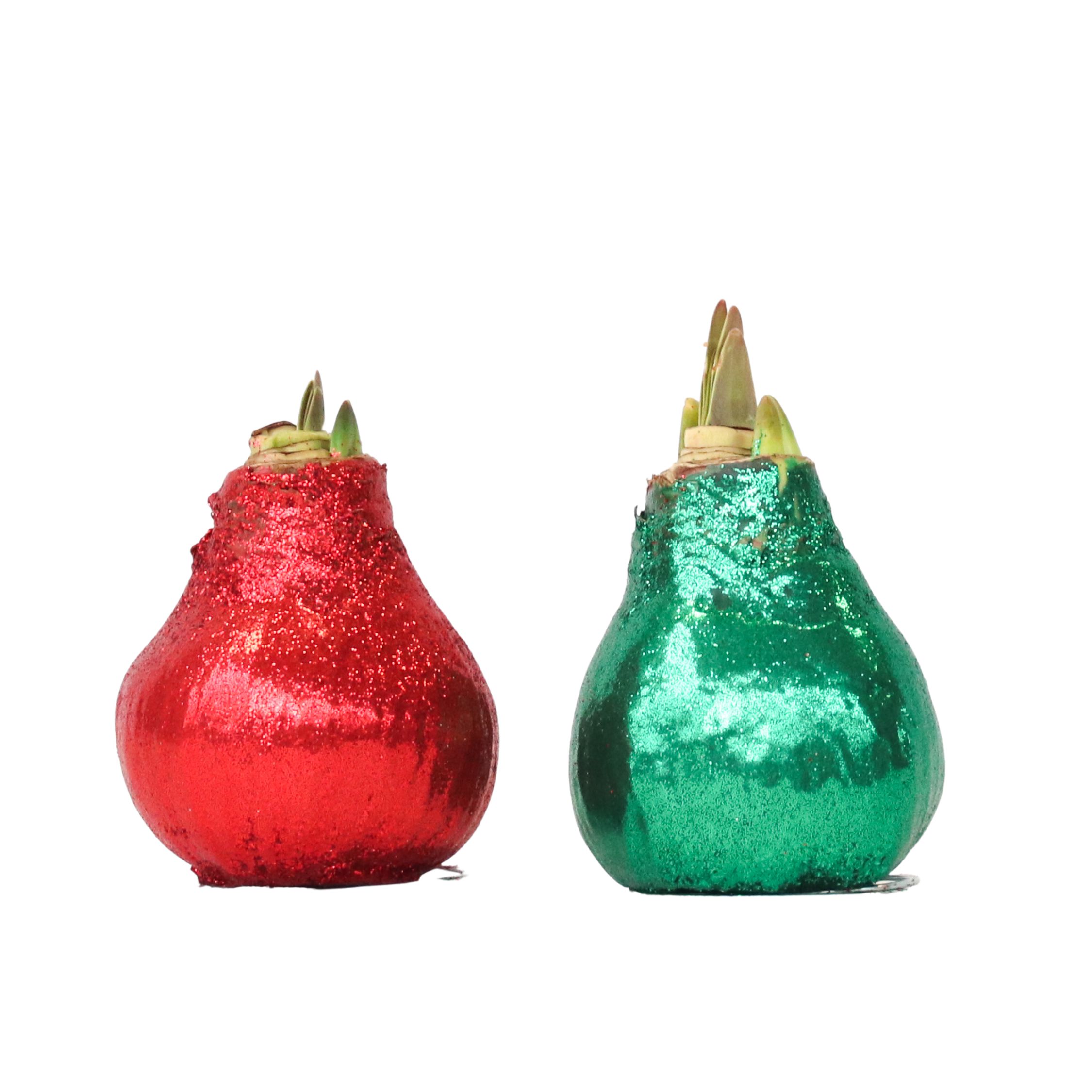 Amarylis - Hippeastrum 'Třpytivé duo' - Červený a zelený