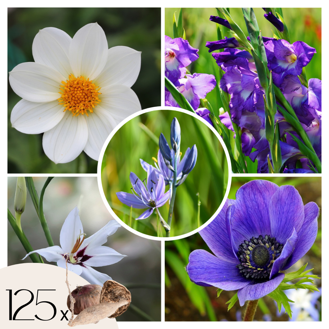 Mix bloembollen - Set van 125 - Dahlia, Gladiolus, Freesia, Oxalis afbeelding