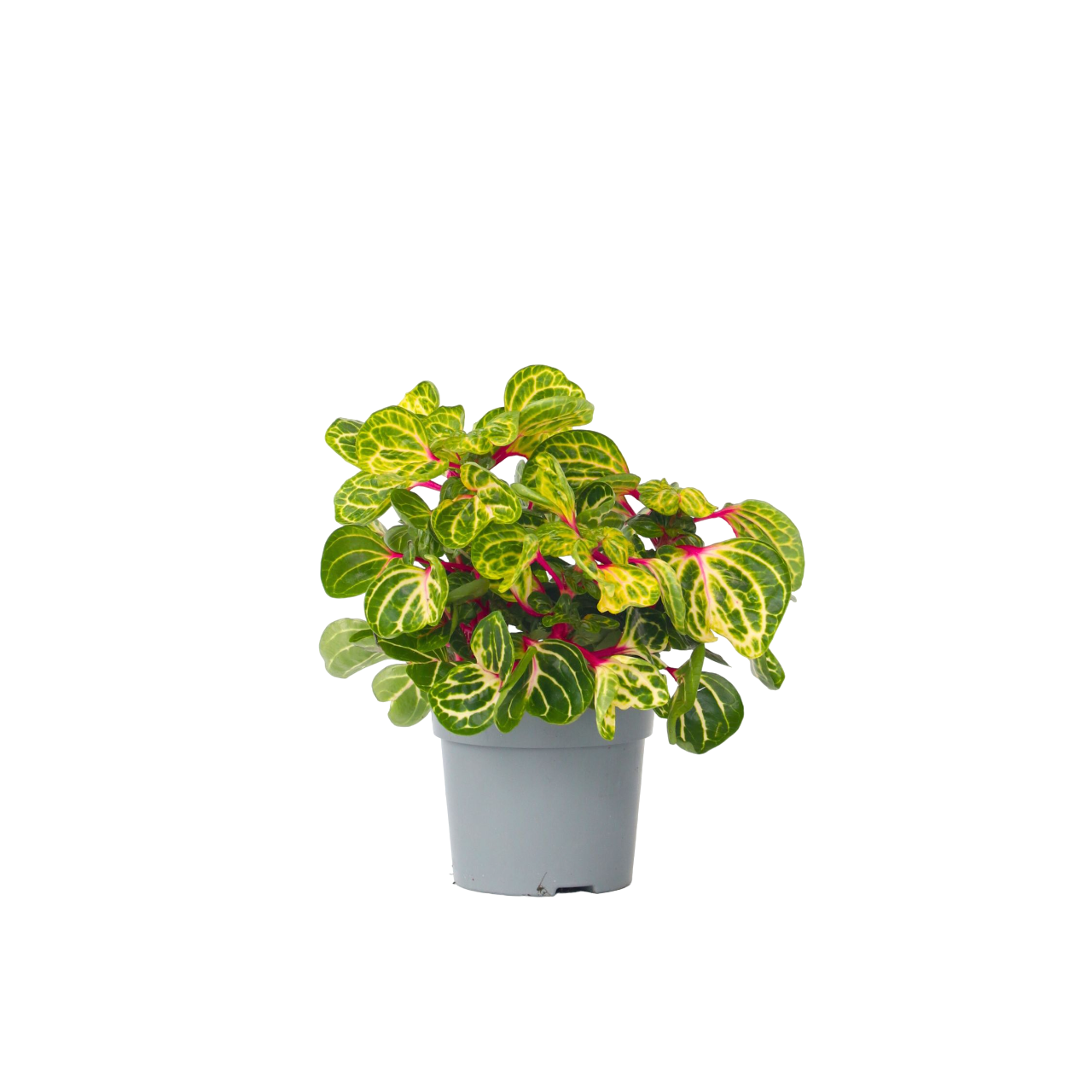 Biefstukplant - Iresine herbstii - Hoogte 20-30cm -⌀13cm afbeelding