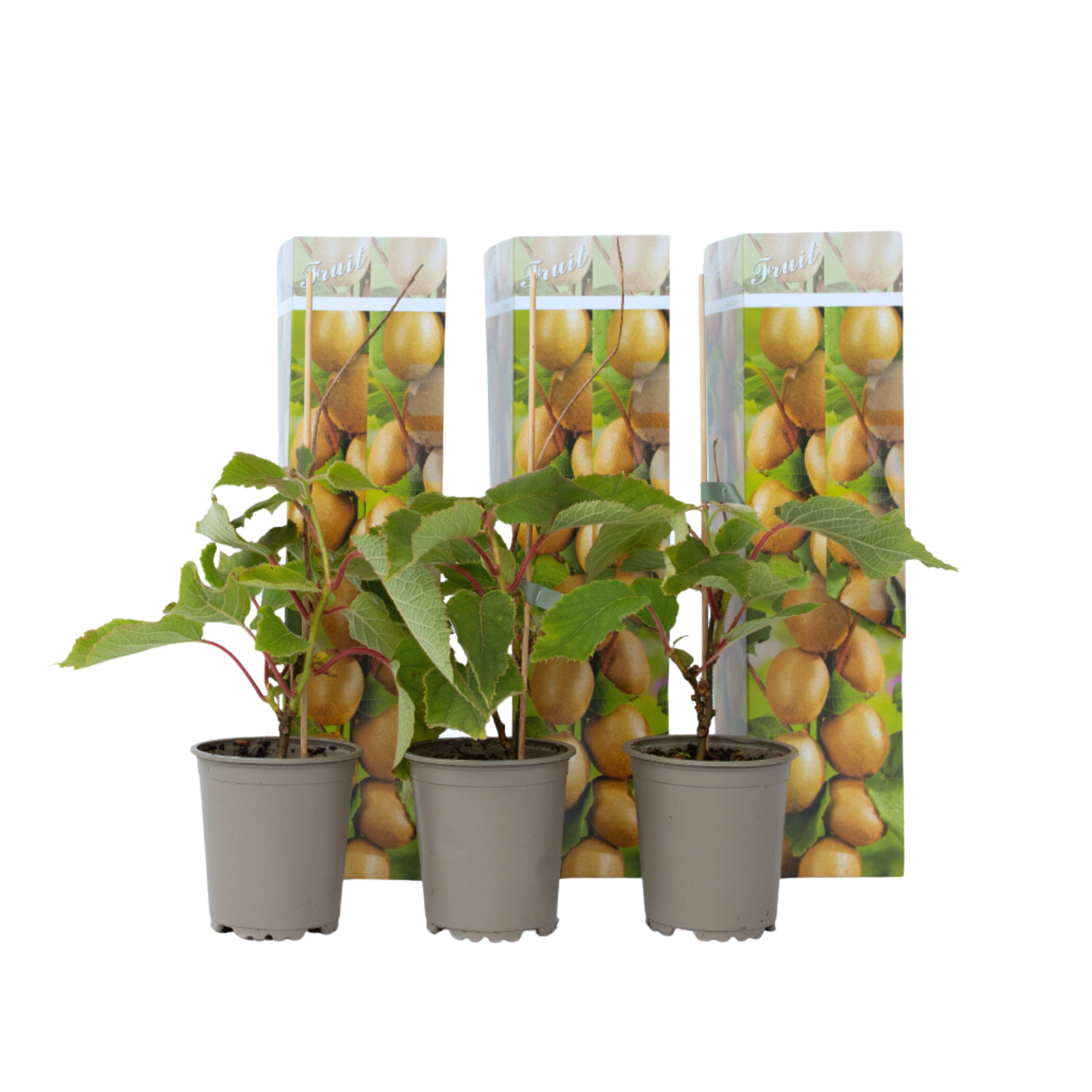 Kiwiplant - Set van 3 - Actinidia deliciosa'Jenny'- Hoogte 20-40cm -⌀9cm afbeelding