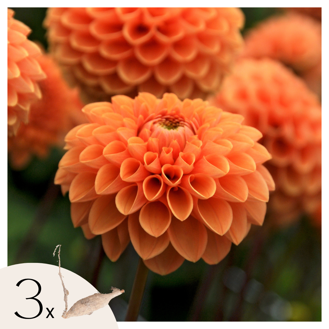 Dahliaknollen - Set van 3 - Dahlia'Sylvia'- Oranje afbeelding