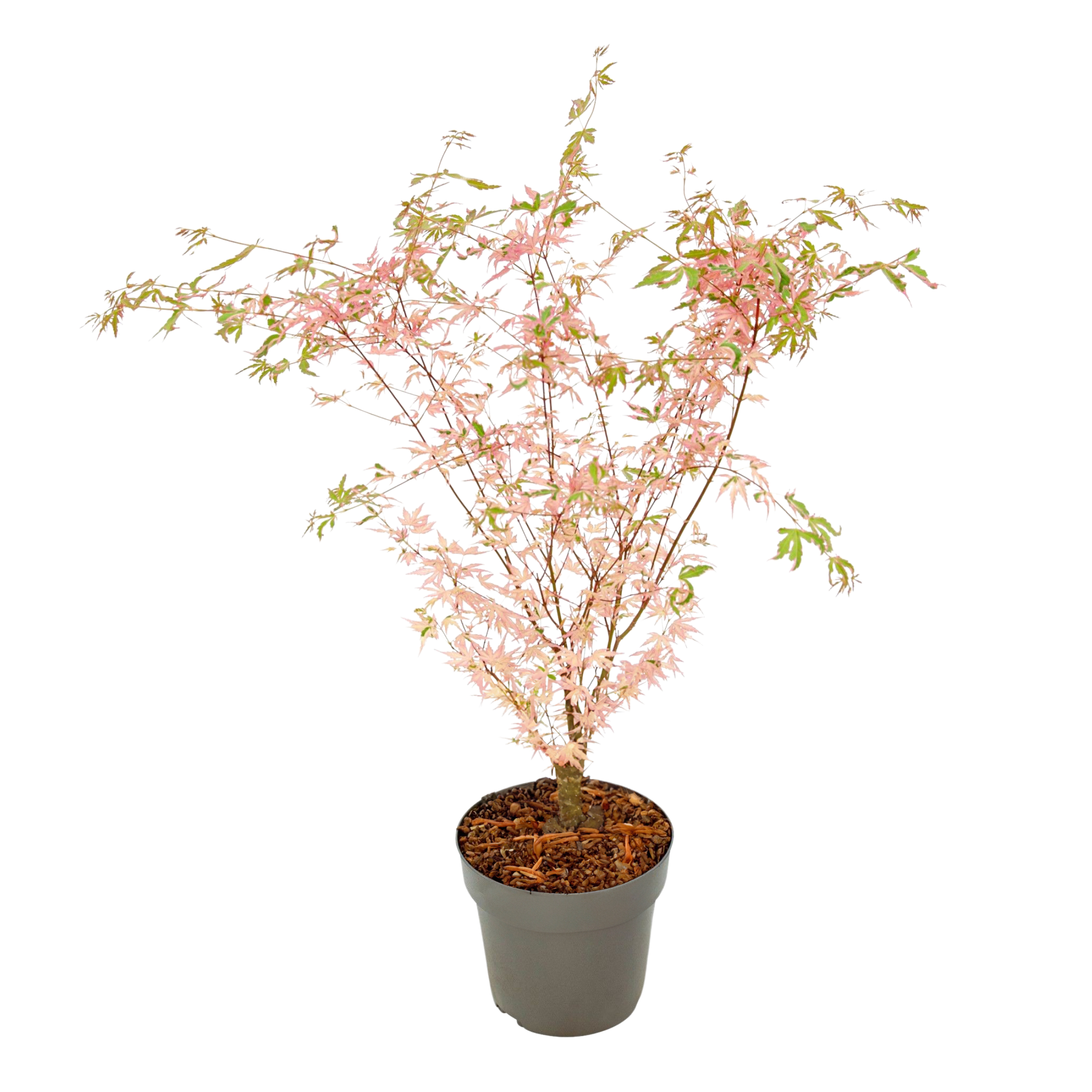 Japanse Esdoorn - Acer Palmatum'Taylor'- Hoogte 35-55cm -⌀15cm afbeelding