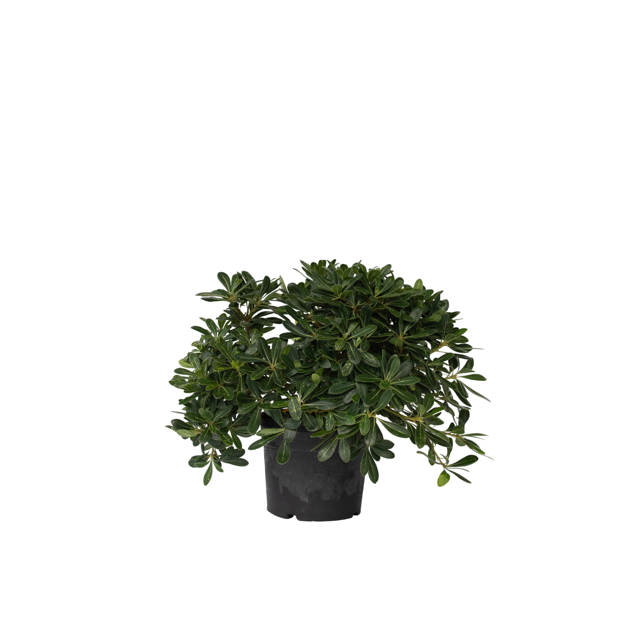 Australische laurier - Pittosporum tobira nanum - Hoogte 30-40cm -⌀19cm afbeelding