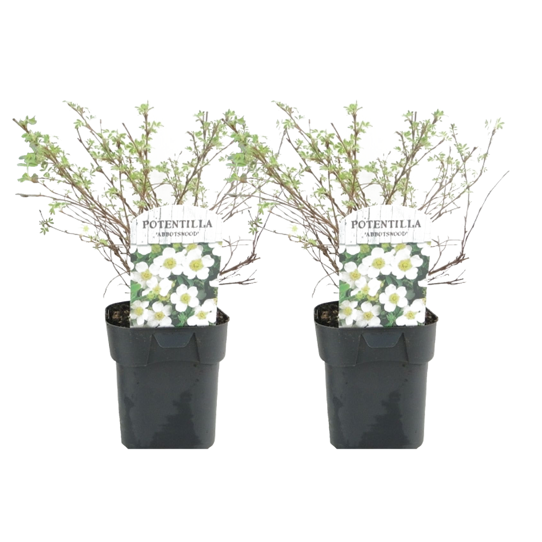 Ganzerik - Set van 2 - Potentilla'Abbotswood'- Hoogte 20-30cm -⌀17cm afbeelding