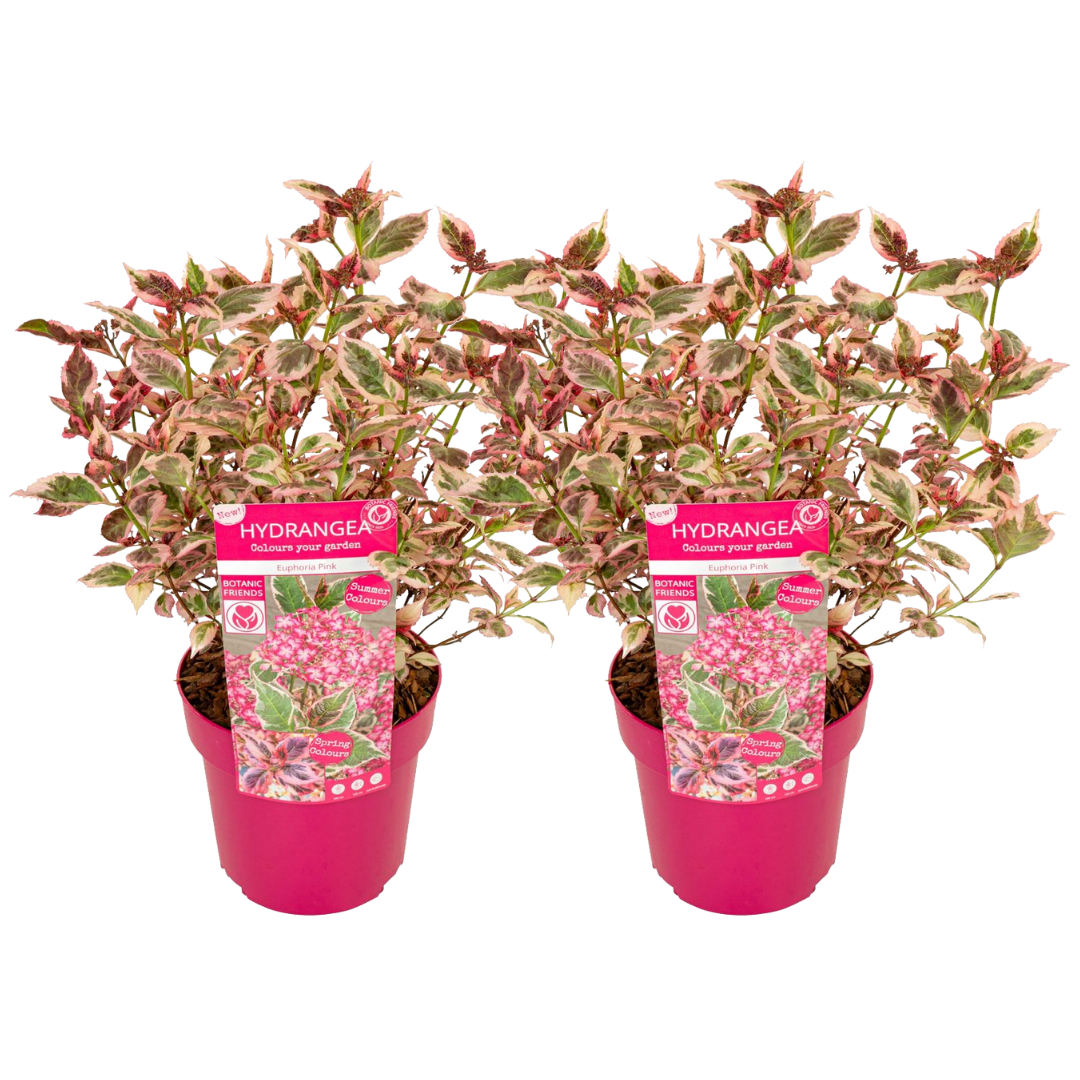 Hortensia - Set van 2 - Hydrangea'Euphorbia Pink'- Hoogte 40-50cm -⌀19cm afbeelding