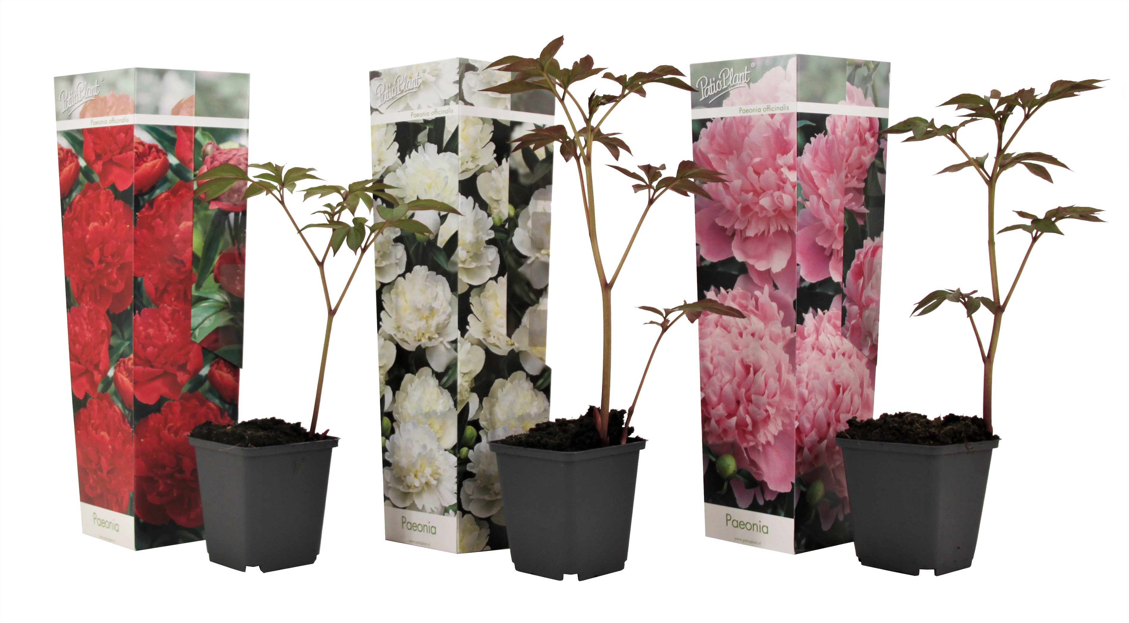 Pioenroos - Set van 3 - Paeonia officinalis - Hoogte 0-40cm -⌀9cm afbeelding