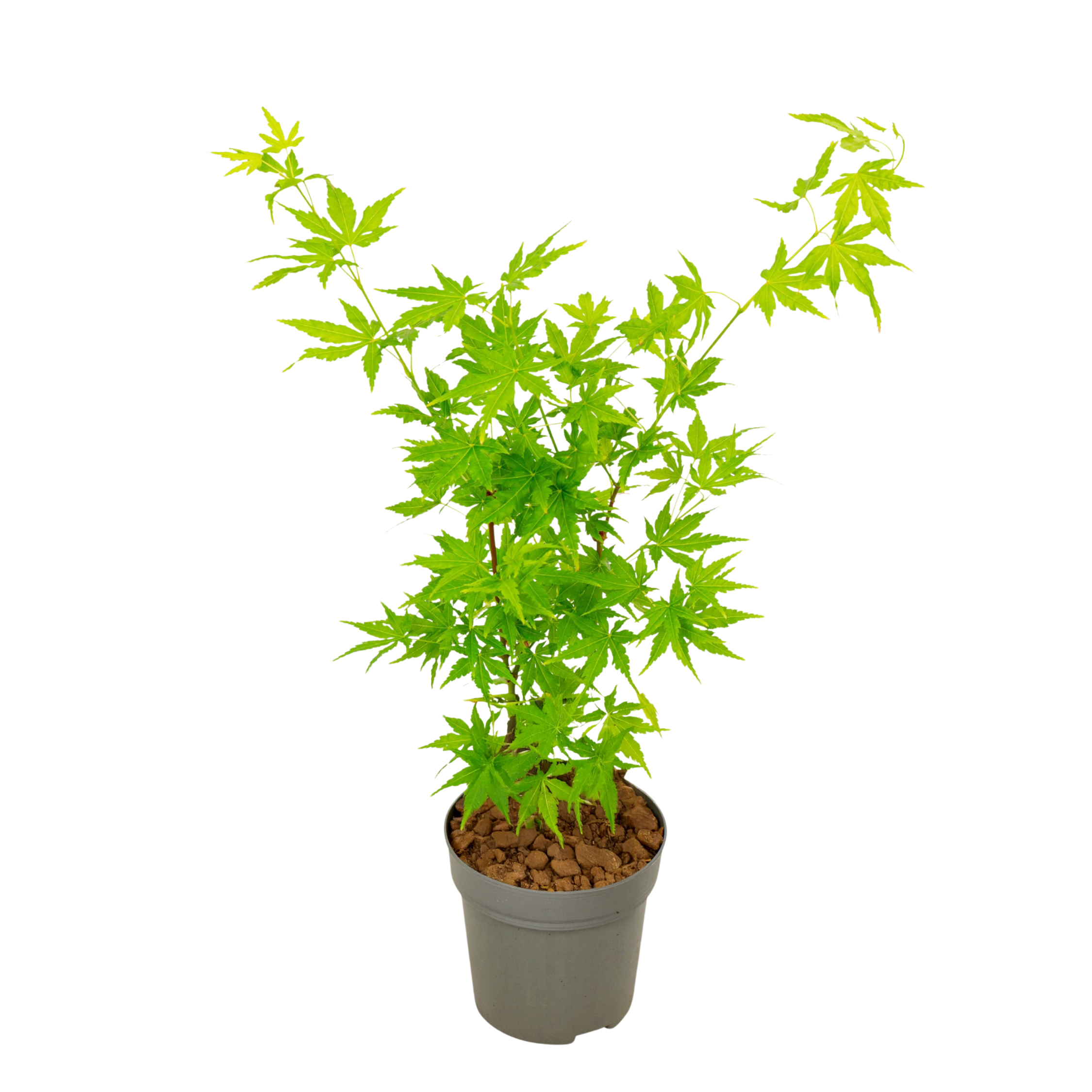 Japanse Esdoorn - Acer palmatum'Going Green'- Hoogte 25-40cm -⌀10,5cm afbeelding