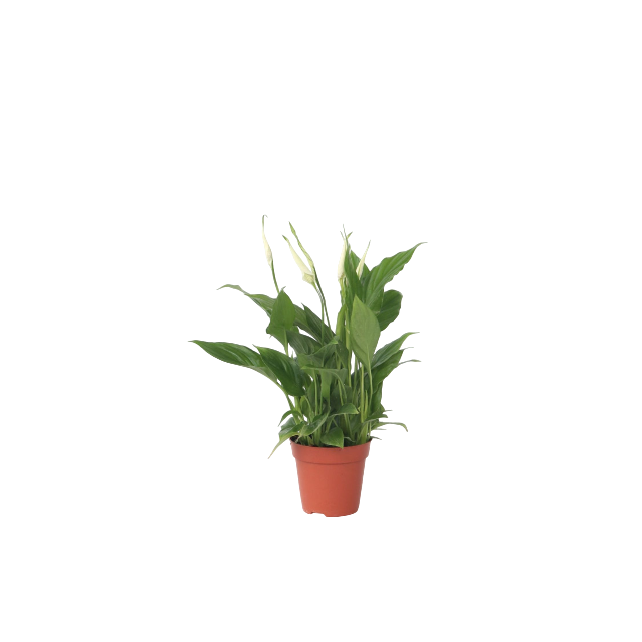 Lepelplant - Spathiphyllum'Torelli'- Hoogte 30-45cm -⌀12cm afbeelding