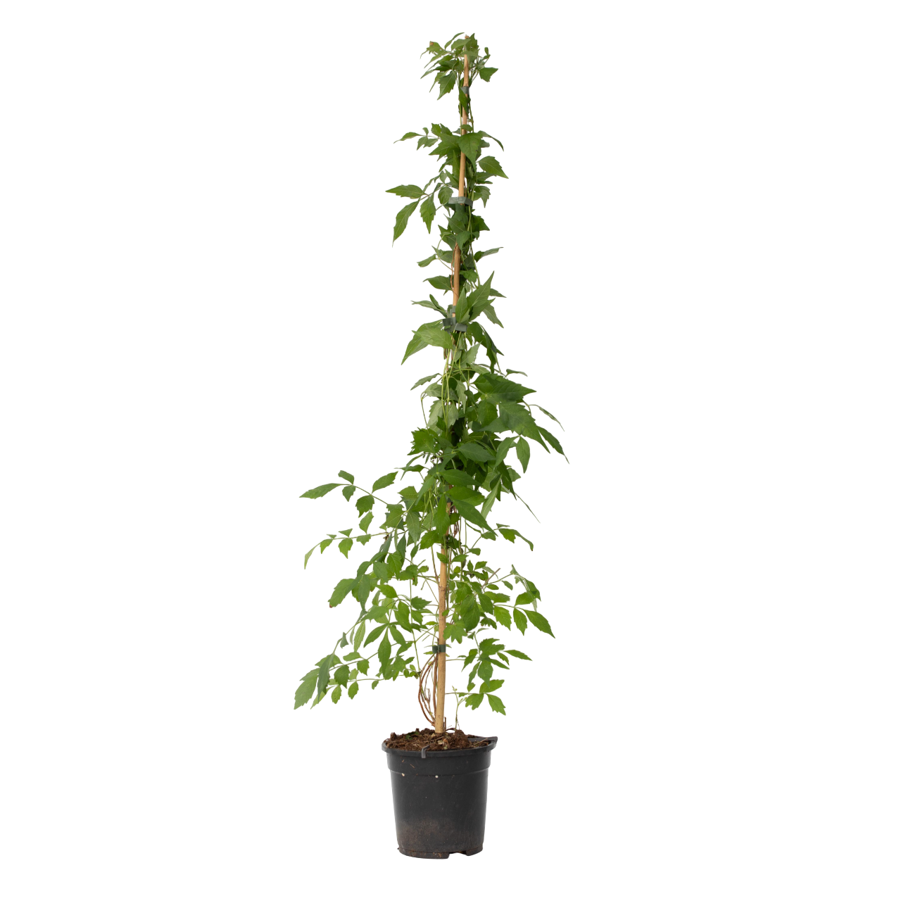 Trompetbloem - Campis radicans'Flava'- Hoogte 110-120cm -⌀17cm afbeelding