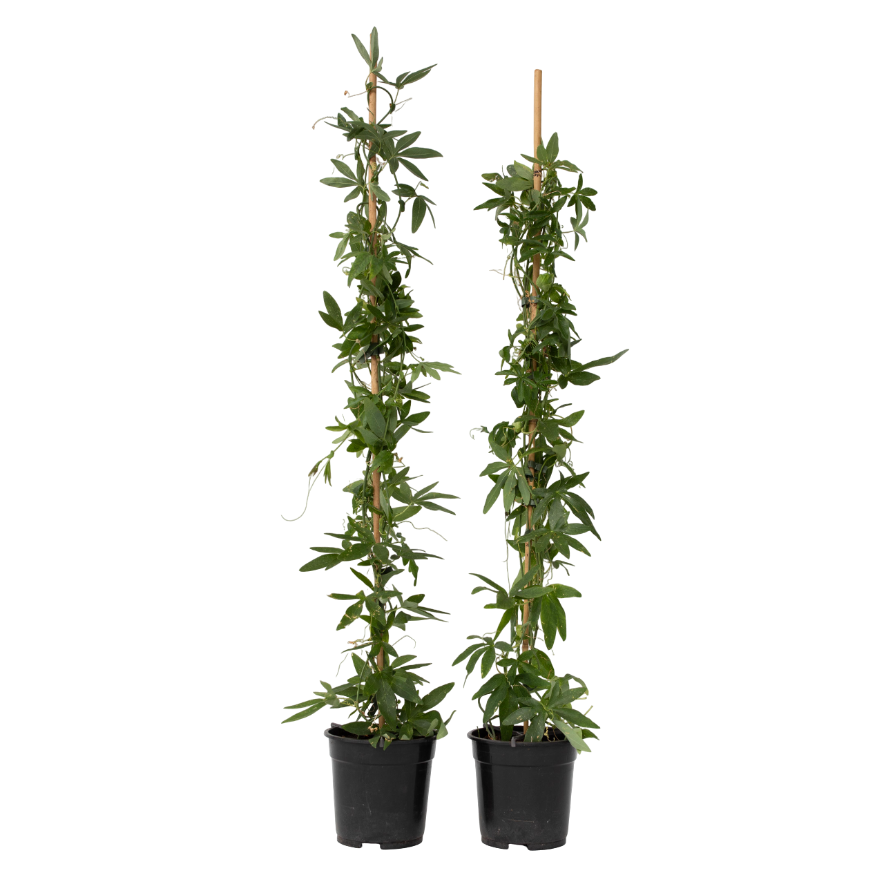 Passiebloem - Set van 2 - Passiflora - Hoogte 110-120cm -⌀17cm afbeelding