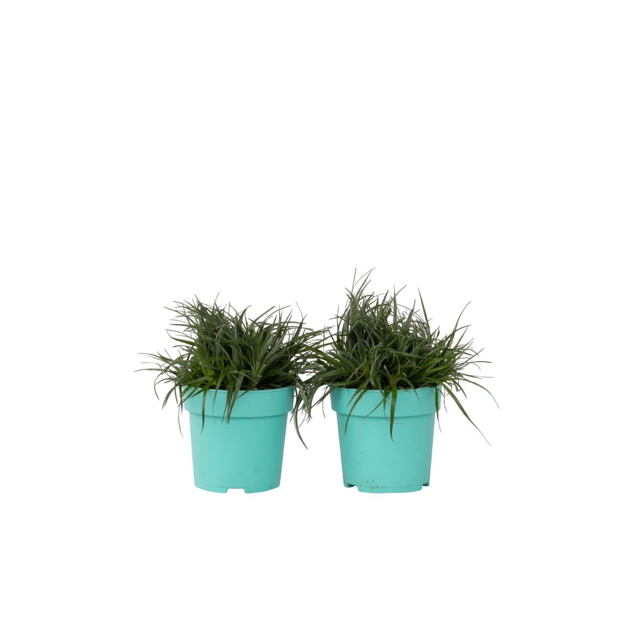Fascicularia Bicolor - Set van 2 - Fascicularia - Hoogte 20-30cm -⌀13cm afbeelding