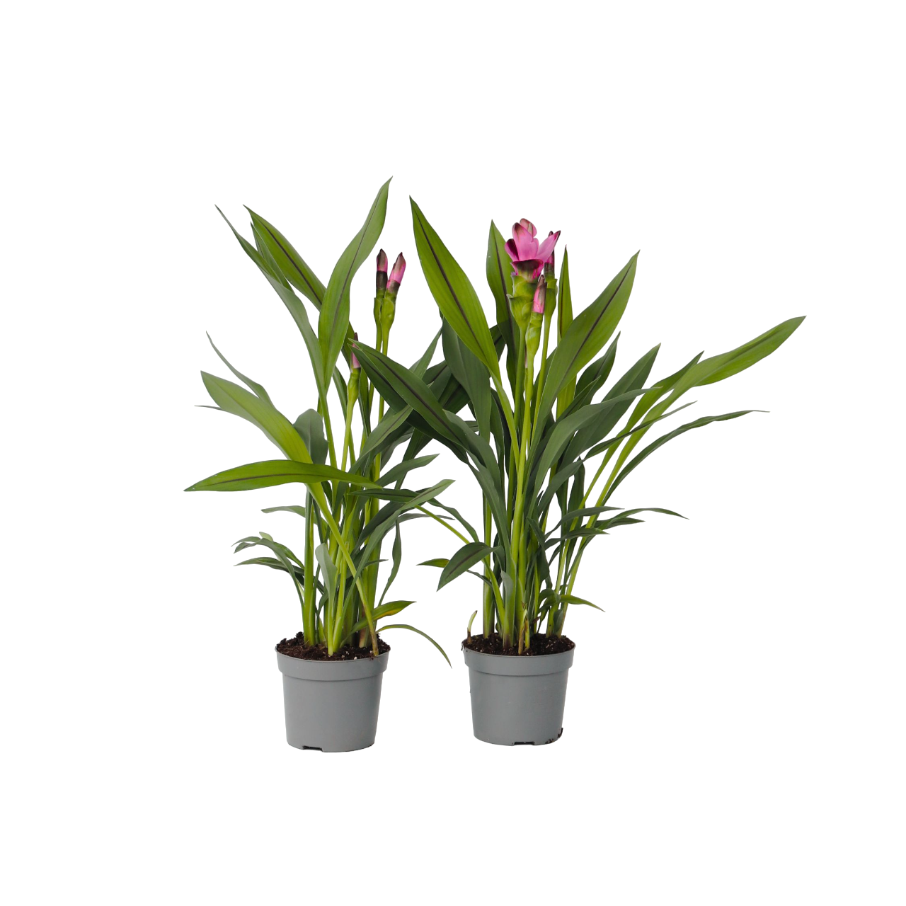 Siamese tulp - Set van 4 - Curcuma'Siam Splash'- Hoogte 40-60cm -⌀13cm afbeelding