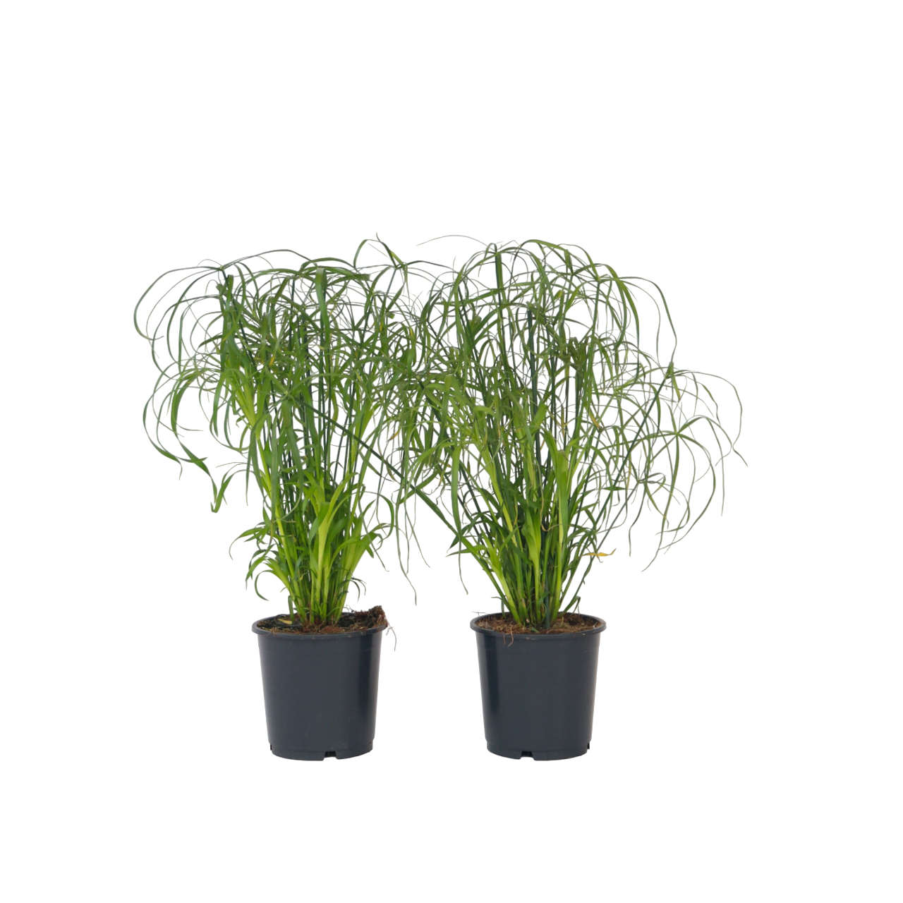 Parapluplant - Set van 4 - Cyperus alternifolius - Hoogte 40-50cm -⌀14cm afbeelding
