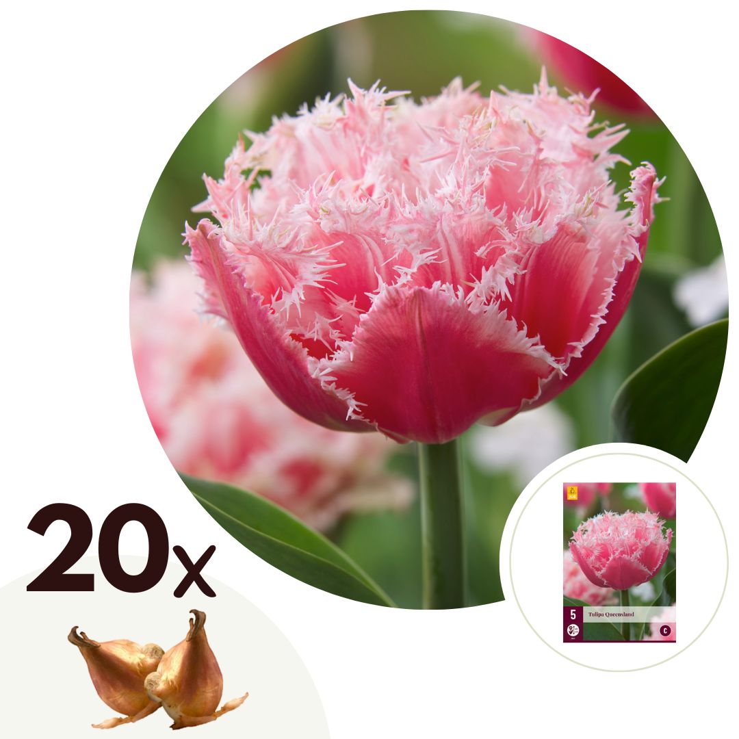 Tulpenbollen - Set van 20 - Tulipa'Queensland'- Bloembollen - Roze afbeelding