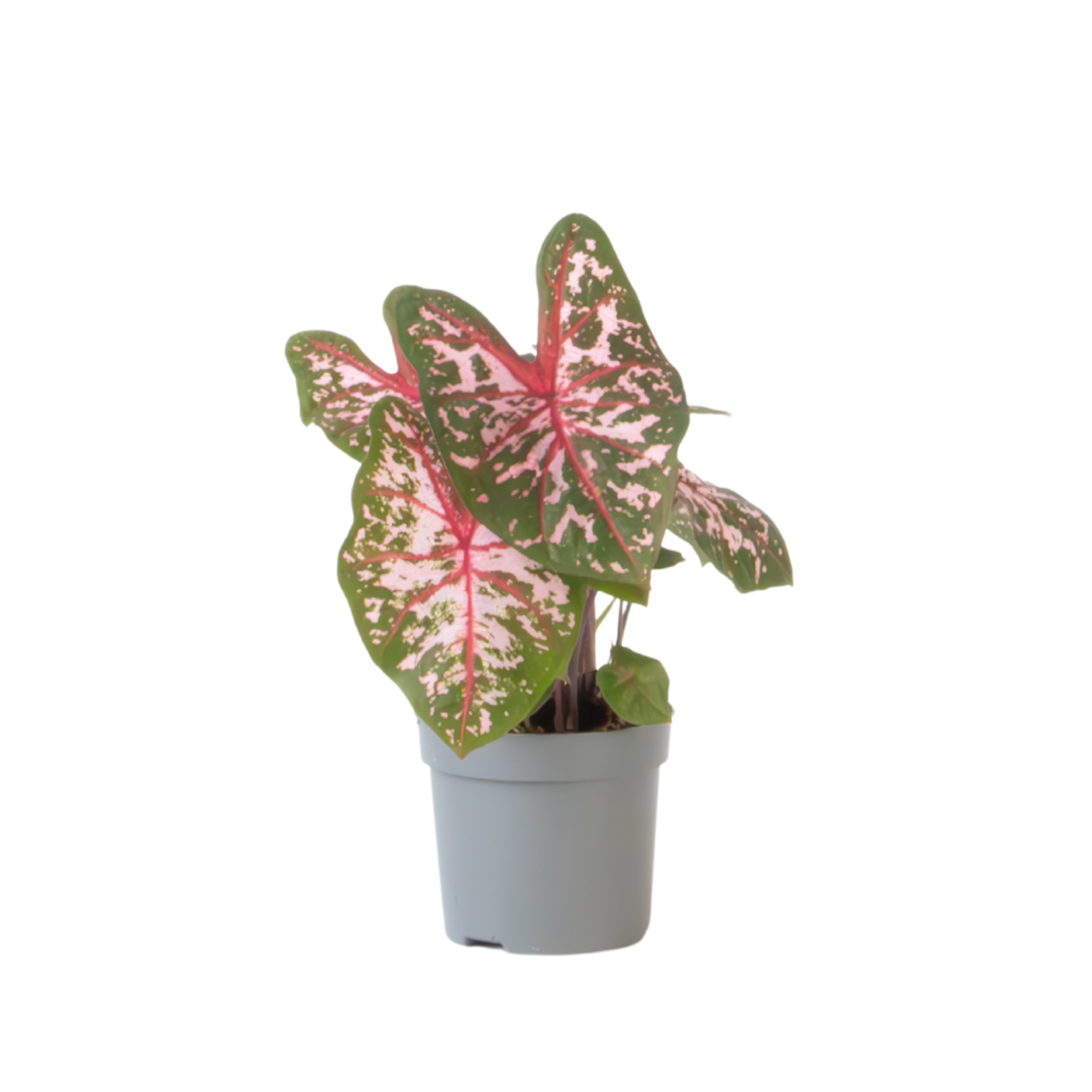 Engelenvleugels - Caladium'Carolyn Whorton'- Hoogte 25-40cm -⌀13cm afbeelding