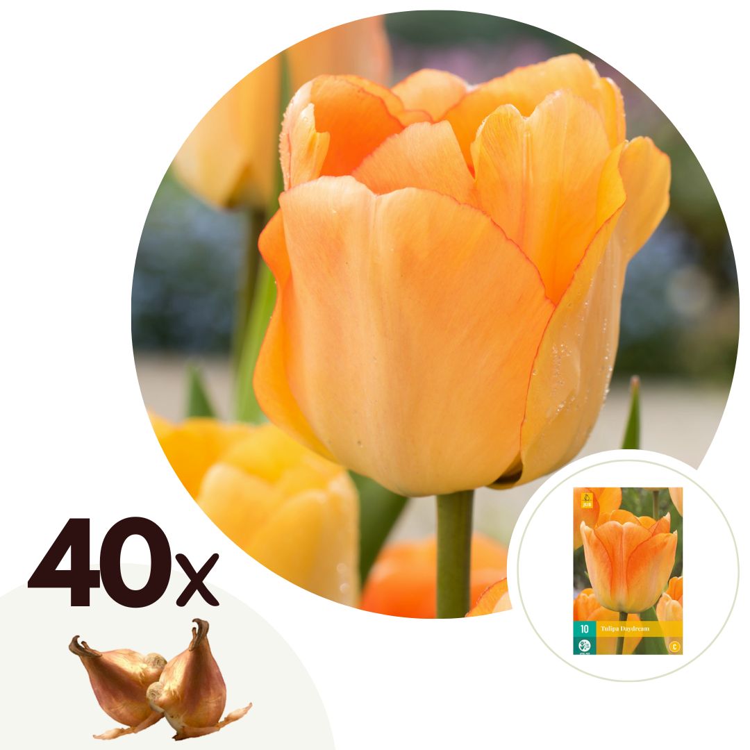 Tulpenbollen - Set van 40 - Tulipa'Daydream'- Bloembollen - Oranje afbeelding