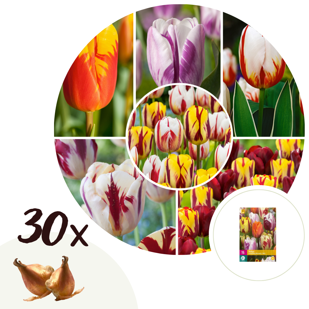 Tulpenbollen - Set van 30 - Tulipa'Flaming Beauty Mix'- Bloembollen afbeelding
