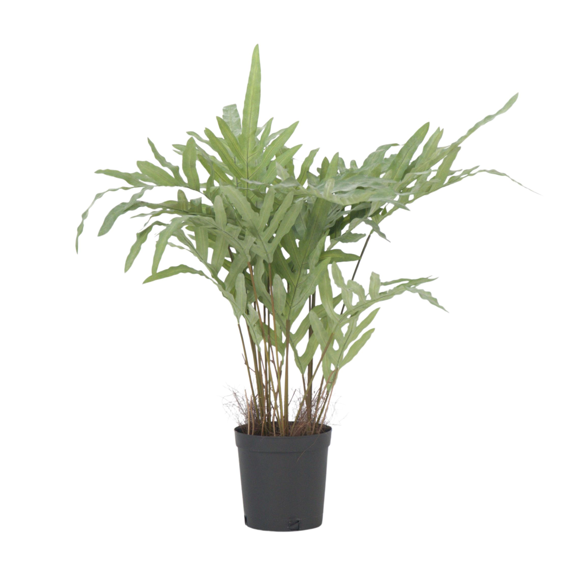 Kunstplant phlebodium - Hoogte 80cm afbeelding
