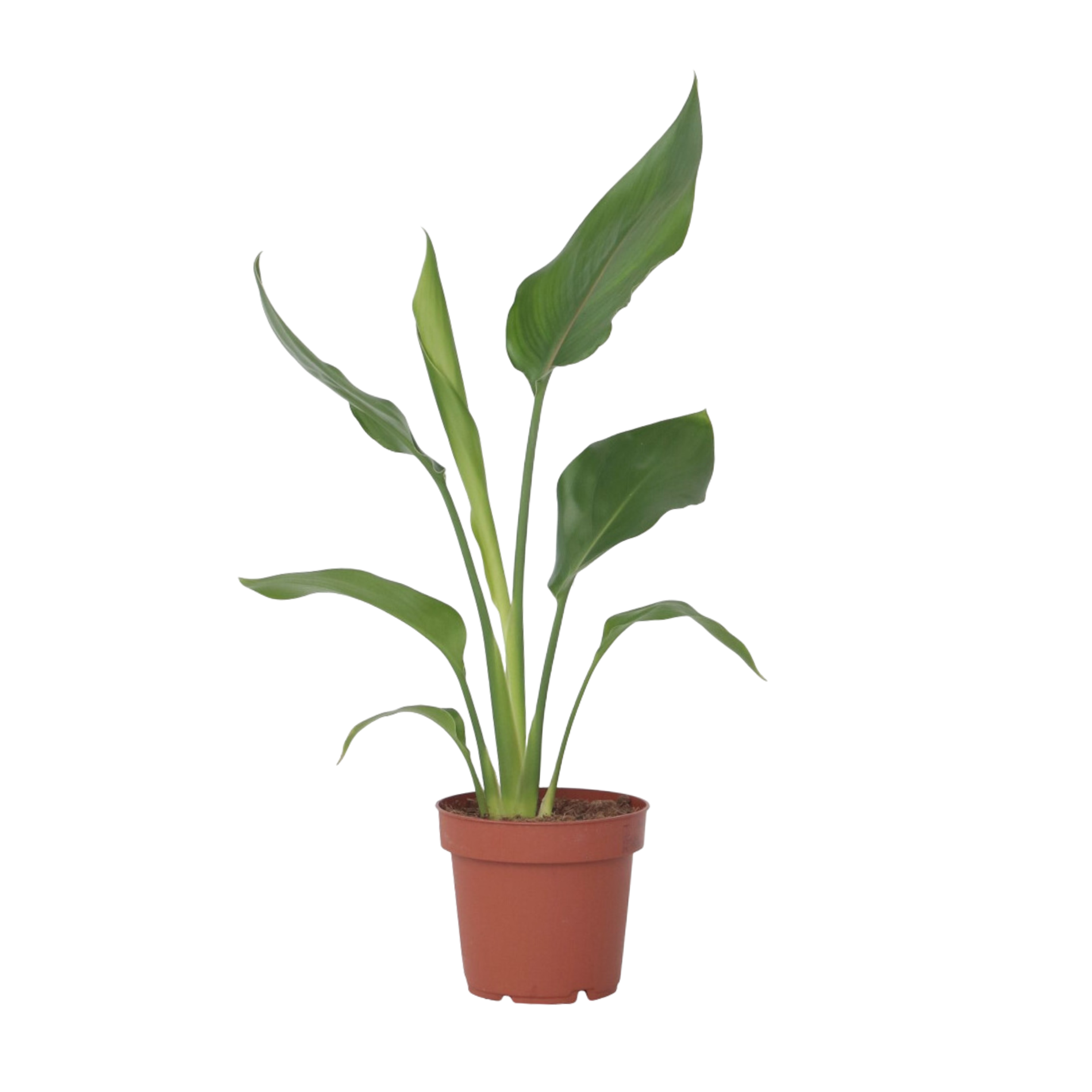 Paradijsvogelbloem - Strelitzia reginea - Hoogte 25-40cm -⌀9cm afbeelding