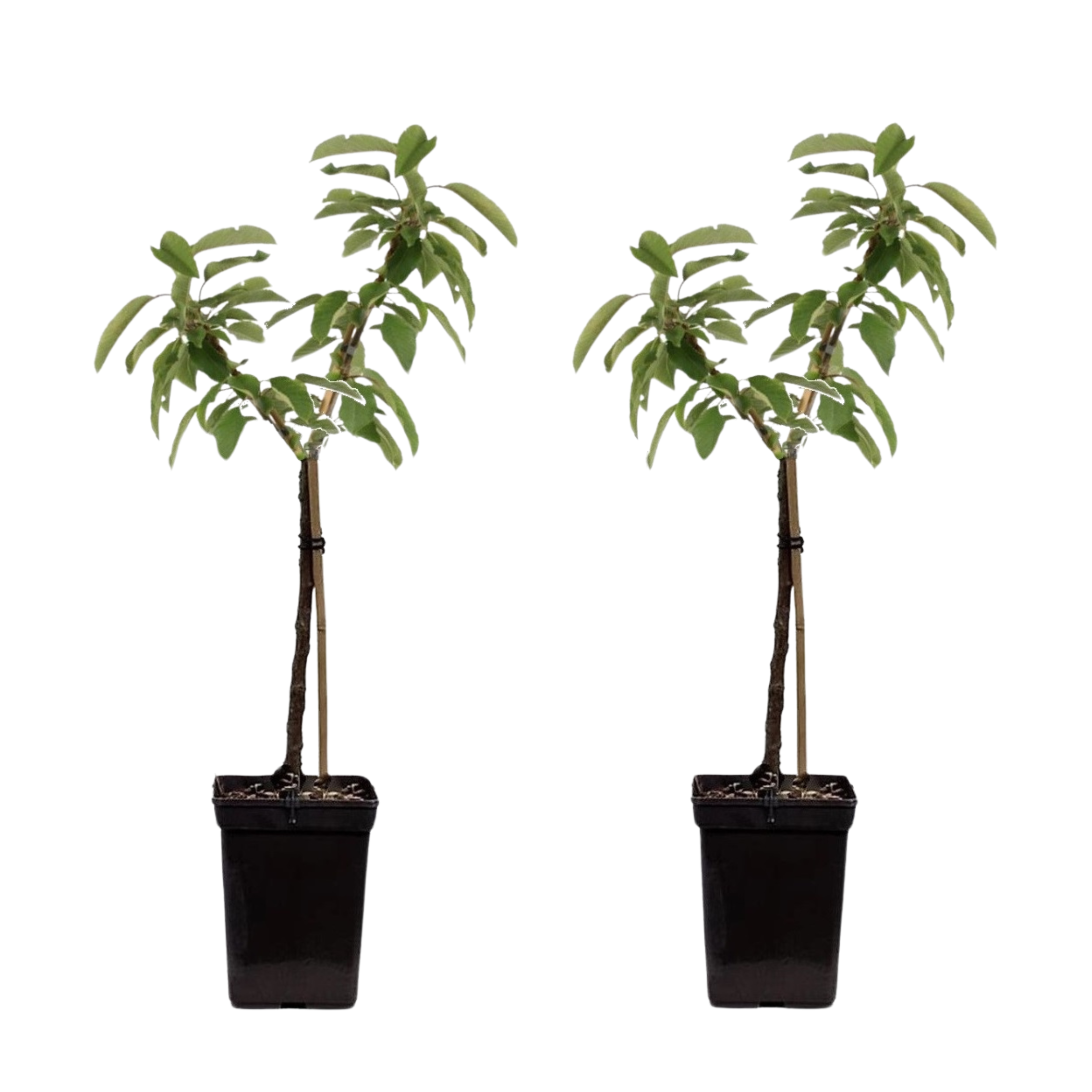 Appelboom - Set van 2 - Malus - Hoogte 60-80cm -⌀15cm afbeelding