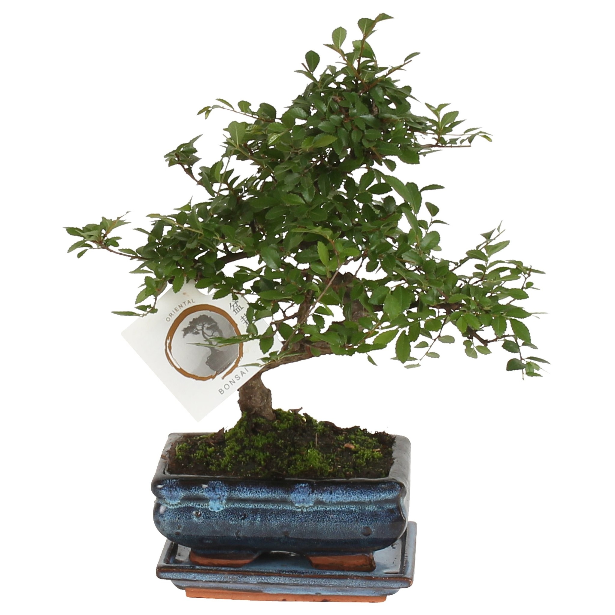Japanse lep - Zelkova serrata - Hoogte 20-25cm -⌀15cm afbeelding