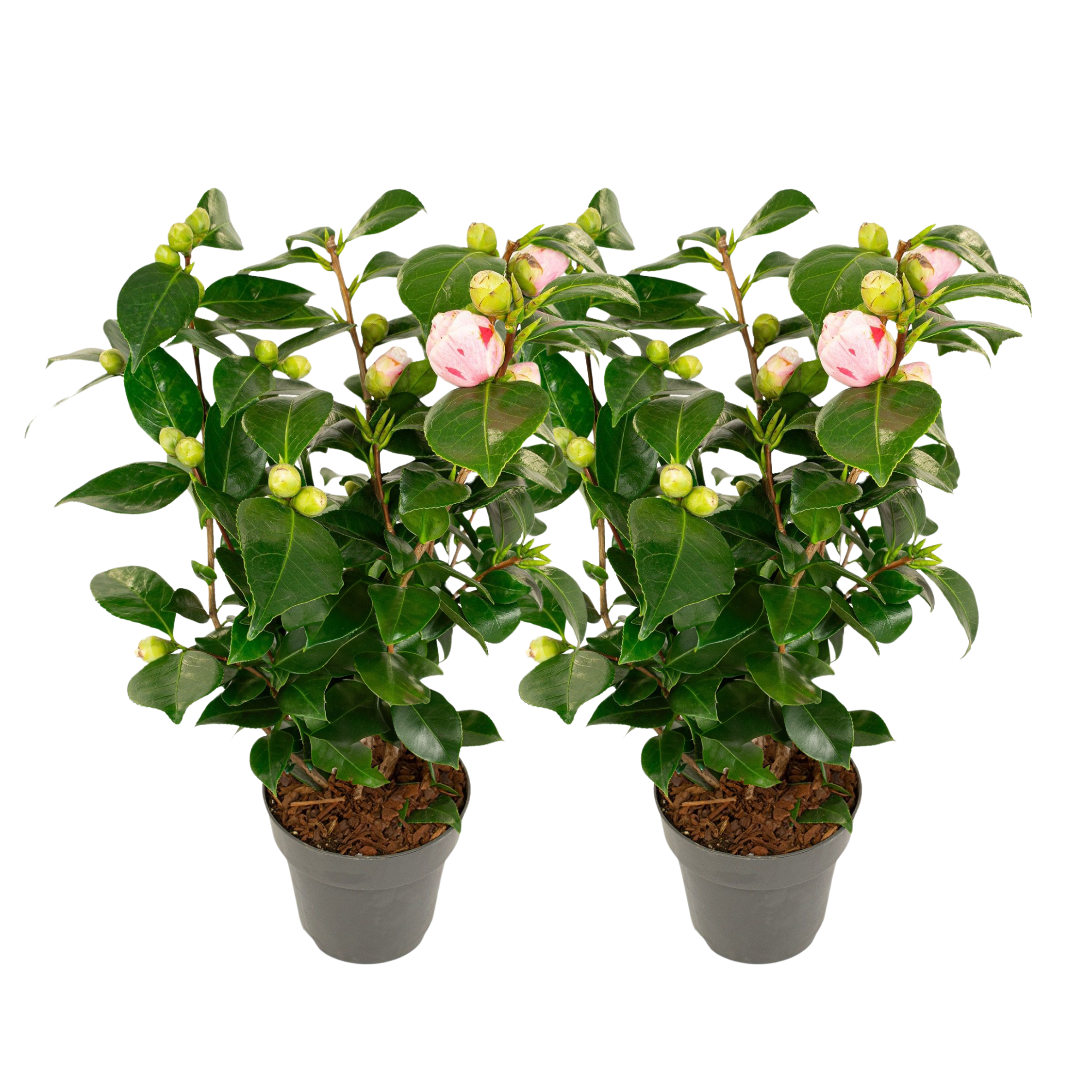 Japanse Roos - Set van 2 - Camellia'Bonomiana'- Hoogte 50-60cm -⌀15cm afbeelding