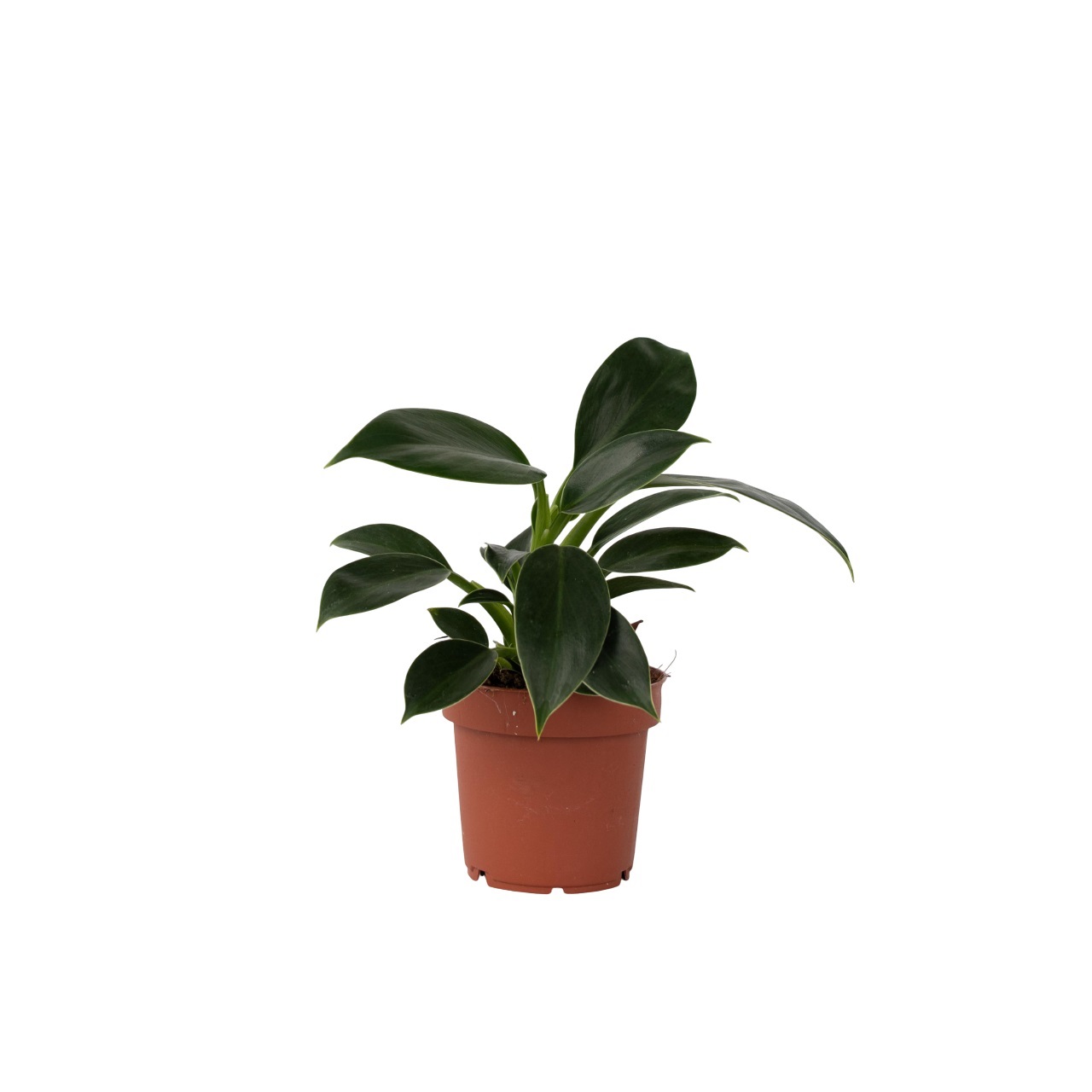 Philodendron - Philodendron'Green Princess'- Hoogte 20-30cm -⌀12cm afbeelding