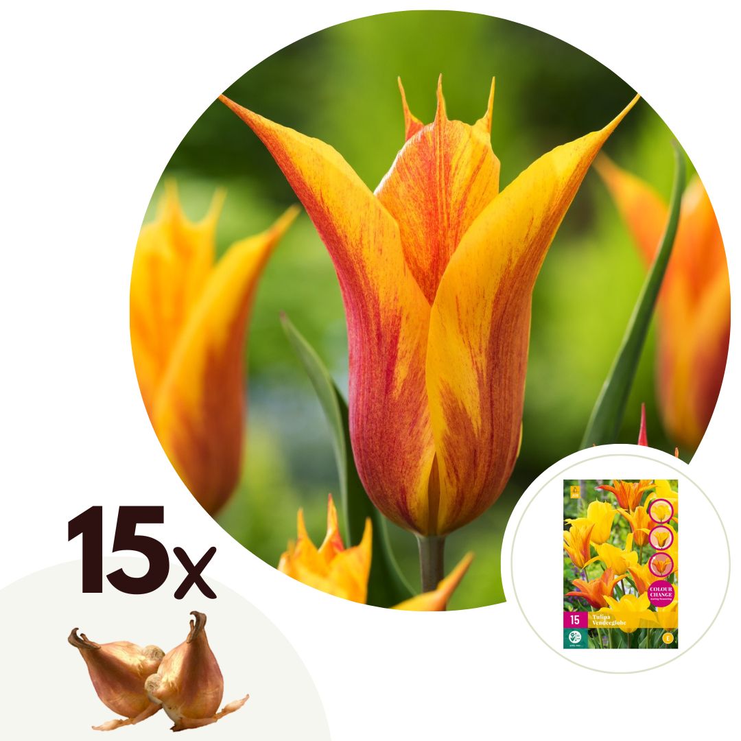 Tulpenbollen - Set van 15 - Tulipa'Vendee Globe'- Bloembollen - Wit afbeelding