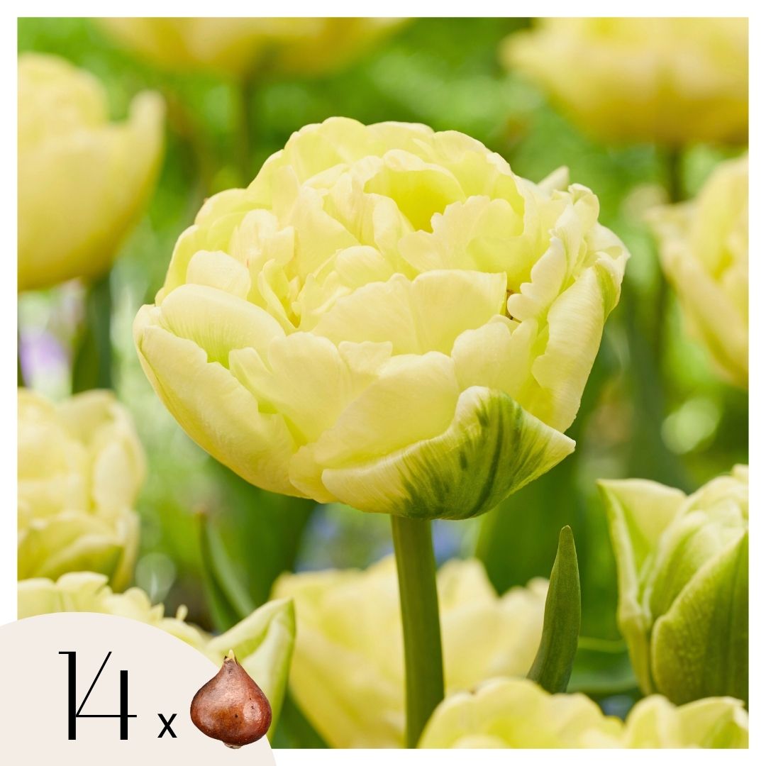 Tulpenbollen - Set van 14 - Tulipa'Avant Garde'- Bloembollen - Geel afbeelding