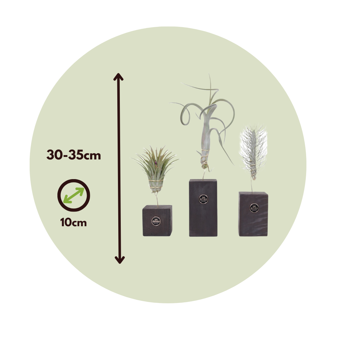 Leuke DIY-tip : maak zelf een hippe Tillandsia-houder