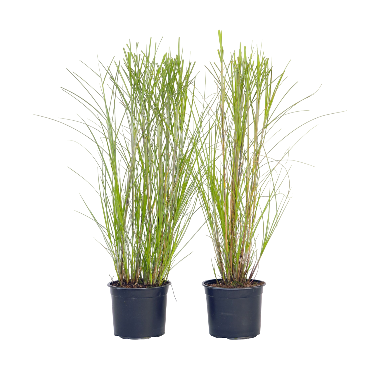 Prachtriet - Set van 2 - Miscanthus'Gracillimus'- Hoogte 40-60cm -⌀23cm afbeelding