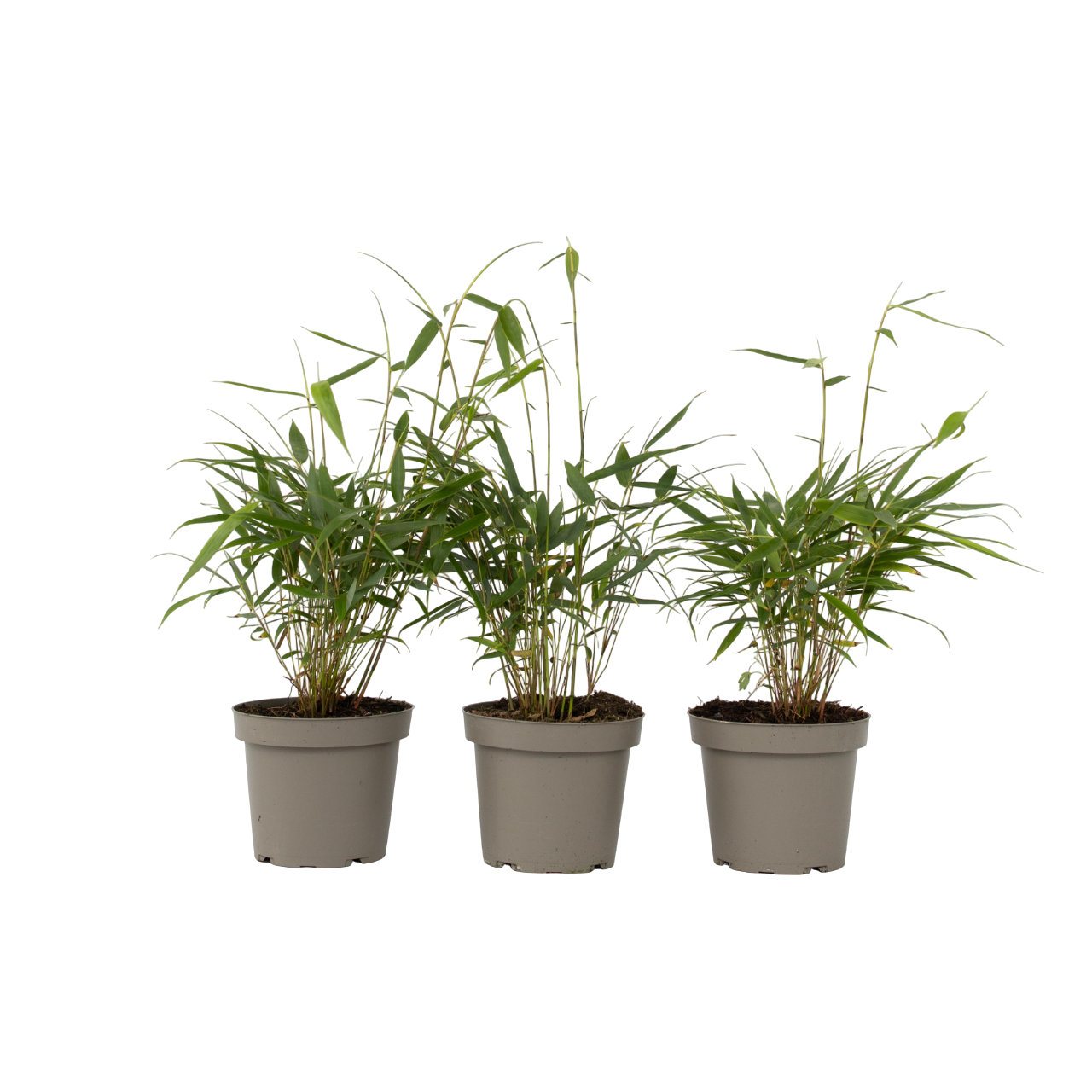 Kleurrijke Bamboe - Set van 3 - Fargesia'Asian Wonder'- Hoogte 25-40cm -⌀13cm afbeelding