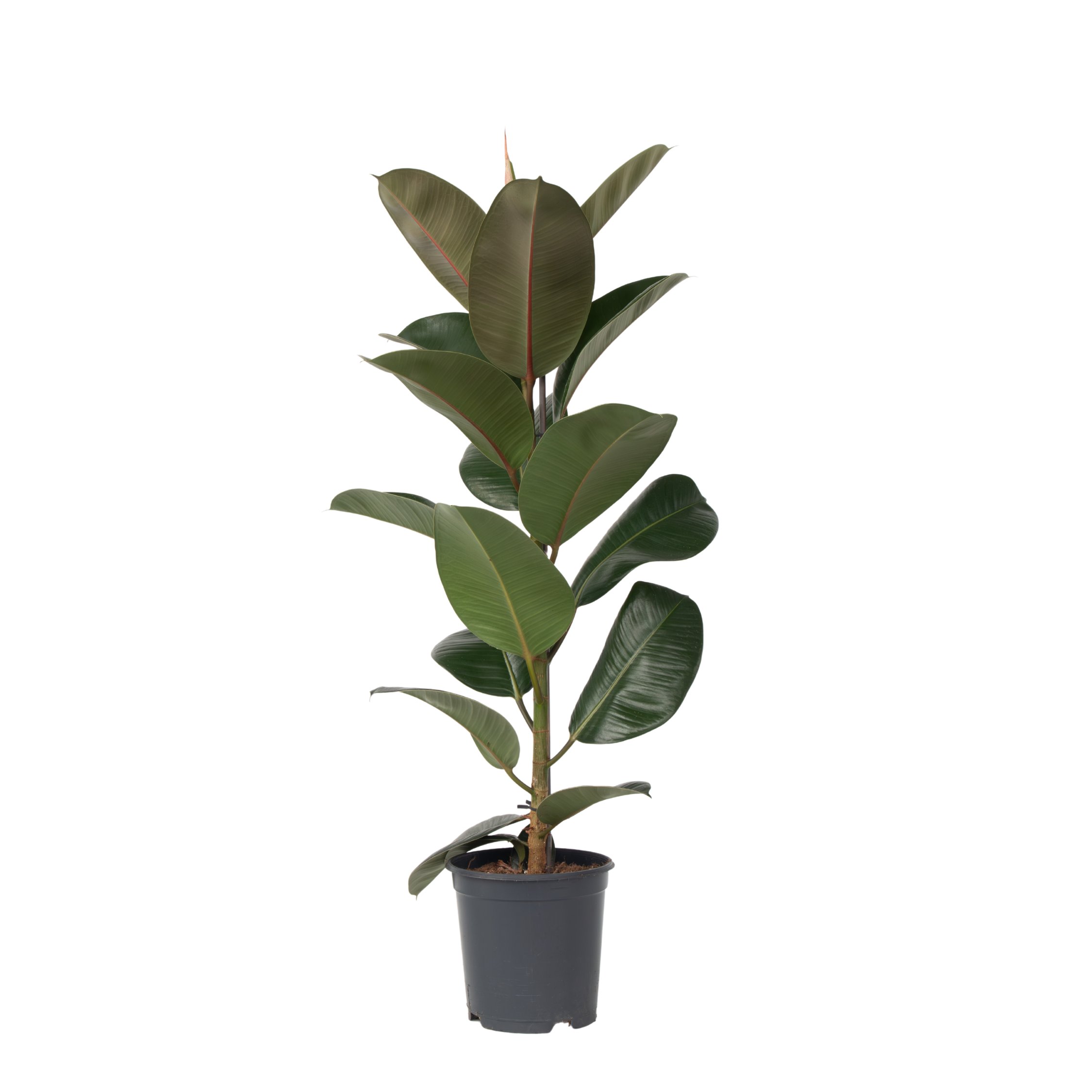 Rubberplant - Ficus Elastica'Robusta'- Hoogte 75-100cm -⌀24cm afbeelding