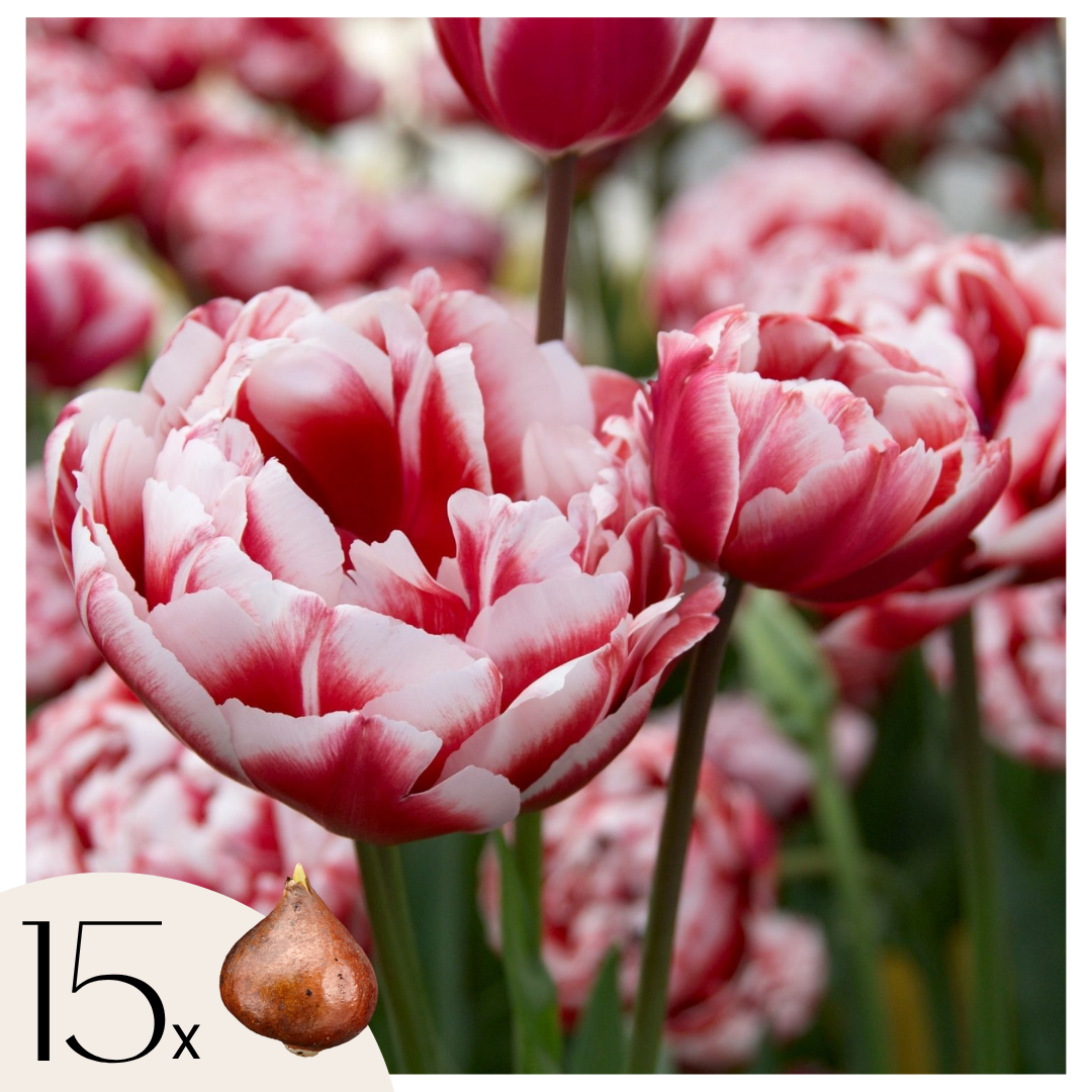 Tulpenbollen - Set van 15 - Tulipa'Drumline'- Bloembollen - Roze afbeelding