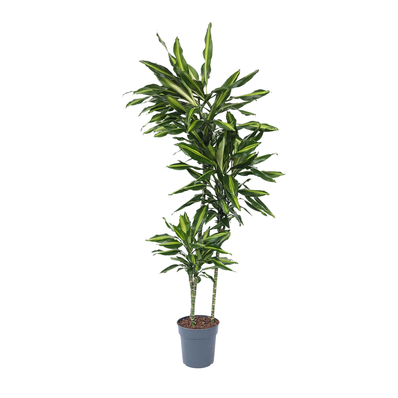 Drakenbloedboom - Dracaena fragrans'Cintho'- Hoogte 140-150cm -⌀24cm afbeelding