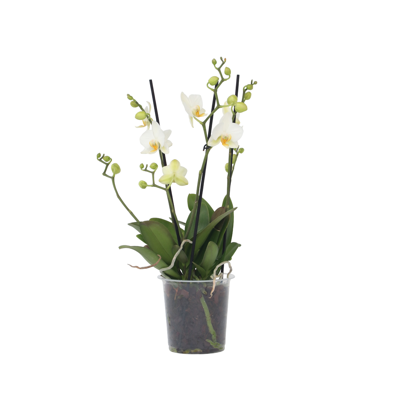 Orchidee wit - Phalaenopsis Multiflora - Hoogte 35-45cm -⌀12cm afbeelding