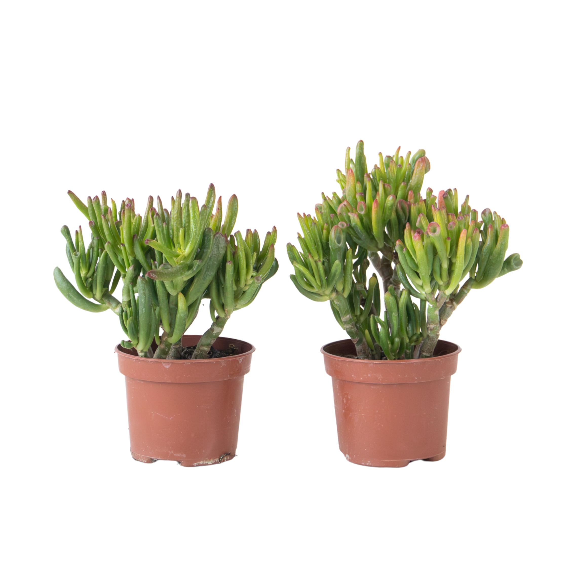 Jadeplant - Set van 2 - Crassula ovata'Hobbit'- Hoogte 10-20cm -⌀12cm afbeelding