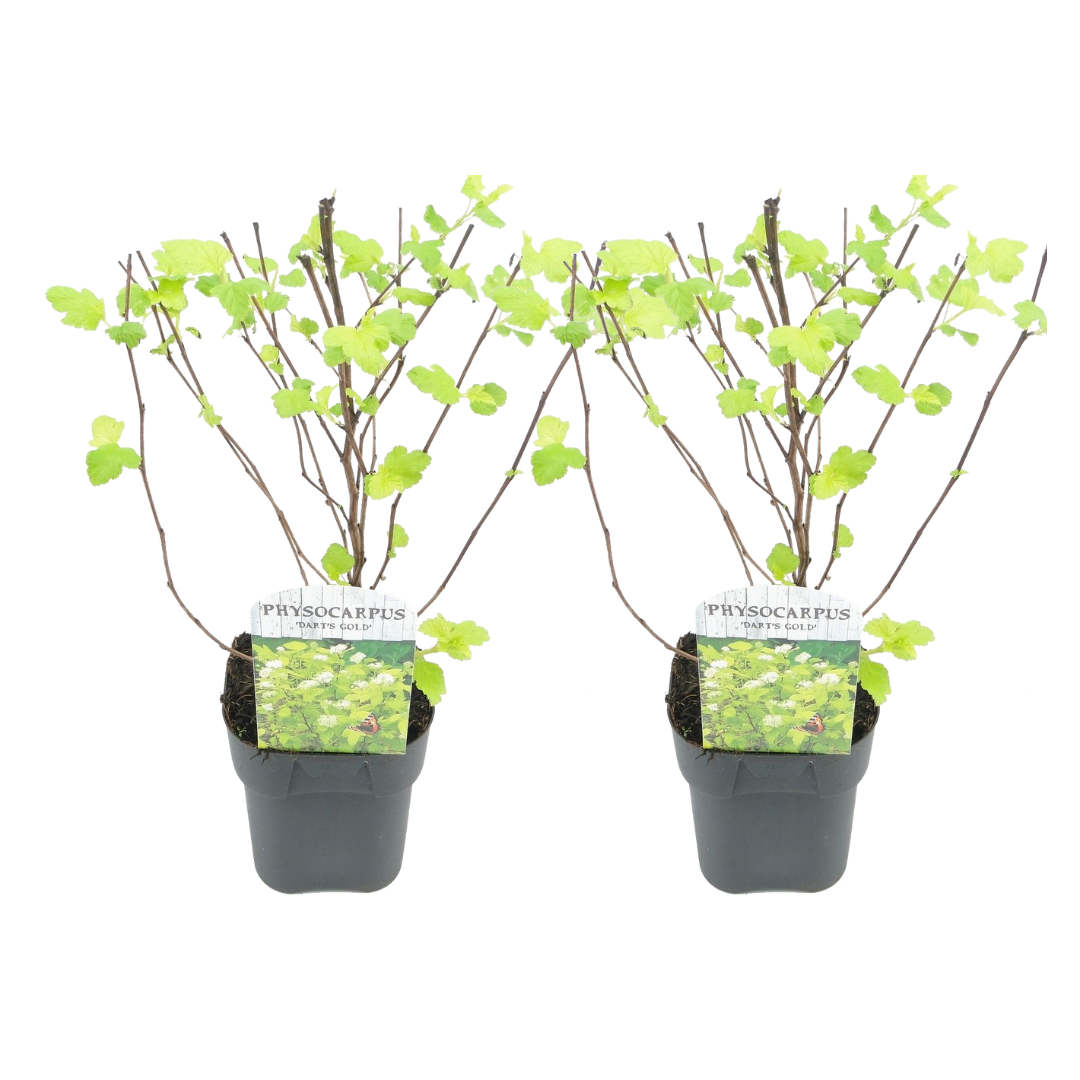 Blaasspirea - Set van 2 - Physocarpus'Dart's Gold'- Hoogte 30-40cm -⌀17cm afbeelding